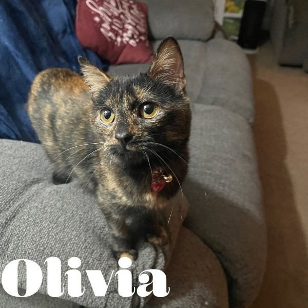 Olivia is a Domestic Short Hair and Tortoiseshell mix cat, available for adoption in Hollister, CA.