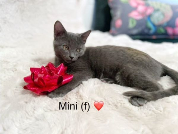 Mini is a Domestic Short Hair mix cat, available for adoption in Lake Monroe, FL.