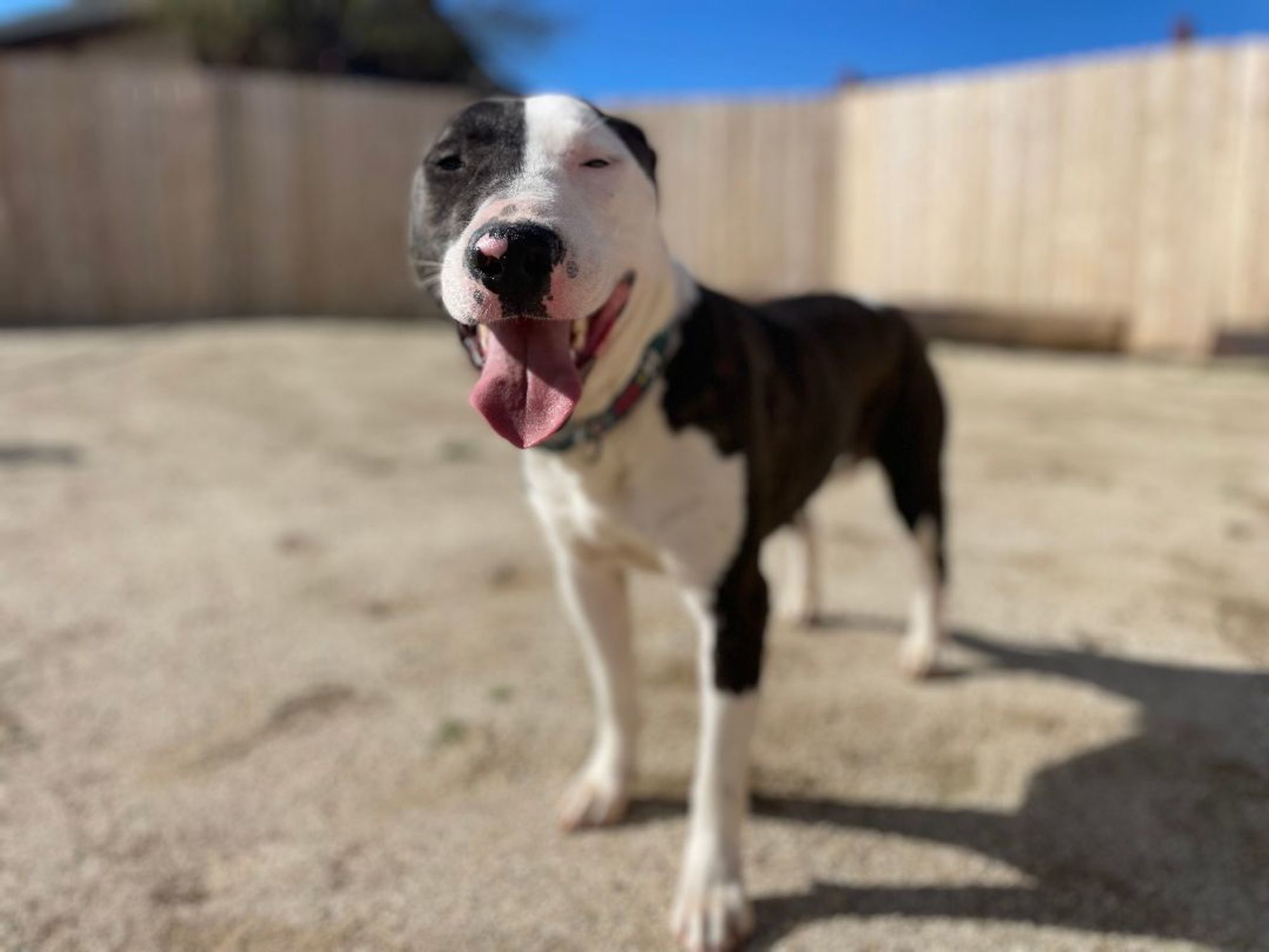 Parker and Enzo is a Bull Terrier and Staffordshire Bull Terrier dog, available for adoption in woodland hills, CA.