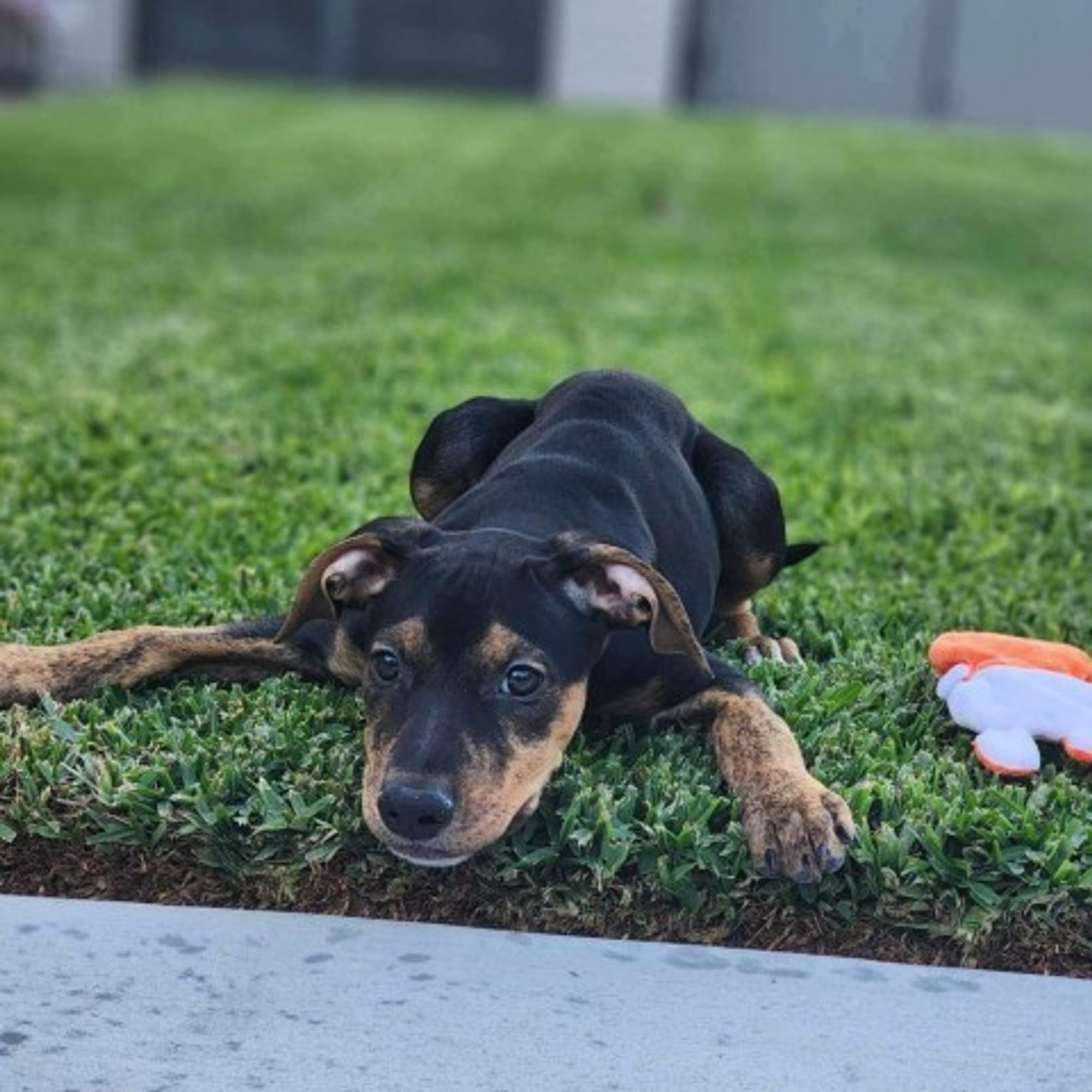 Ravey-*Available 9/29* Chino Hills Location is a Doberman Pinscher mix dog, available for adoption in Chino Hills, CA.