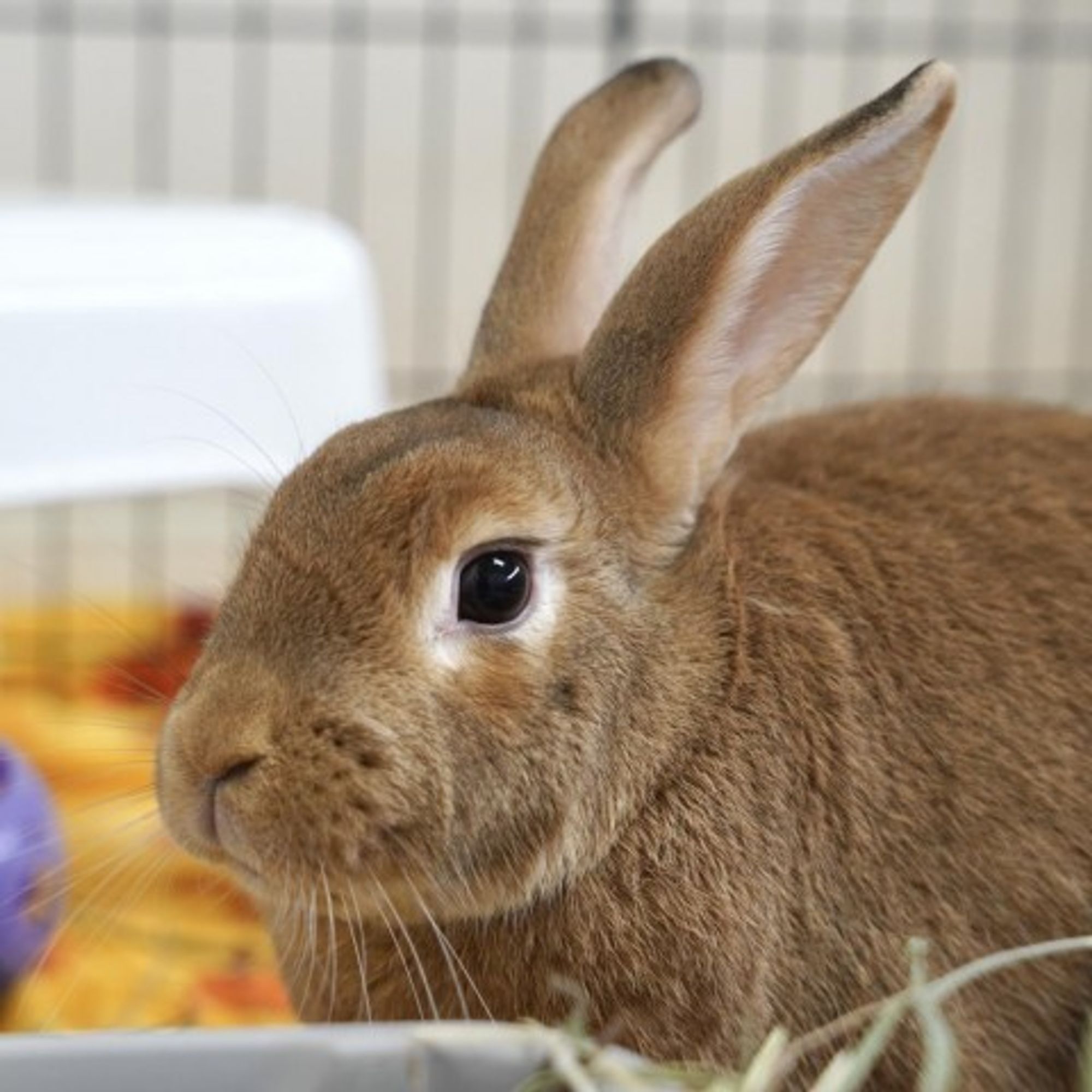 Russet Potato is a Cinnamon rabbit, available for adoption in Richmond, CA.