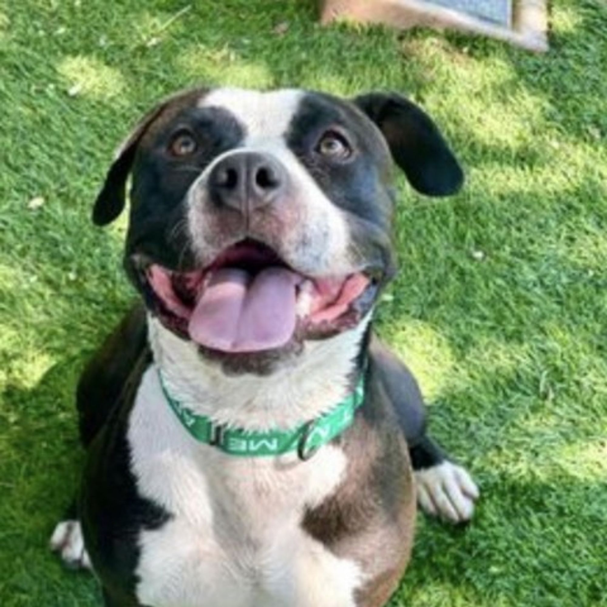 Eeyore is a Boxer and Pit Bull Terrier dog, available for adoption in Las Vegas, NV.