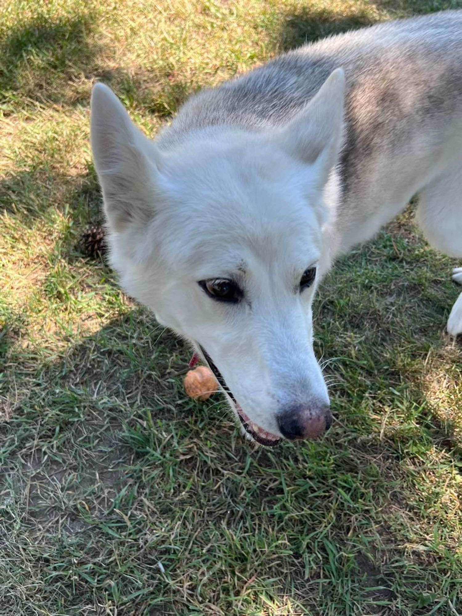 Abby and Loki is a Siberian Husky dog, available for adoption in Deer Park, WA.