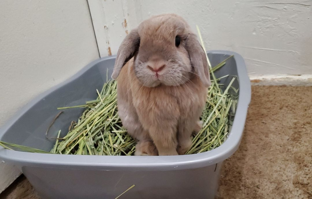 Nugget is a Holland Lop rabbit, available for adoption in Los Angeles, CA.