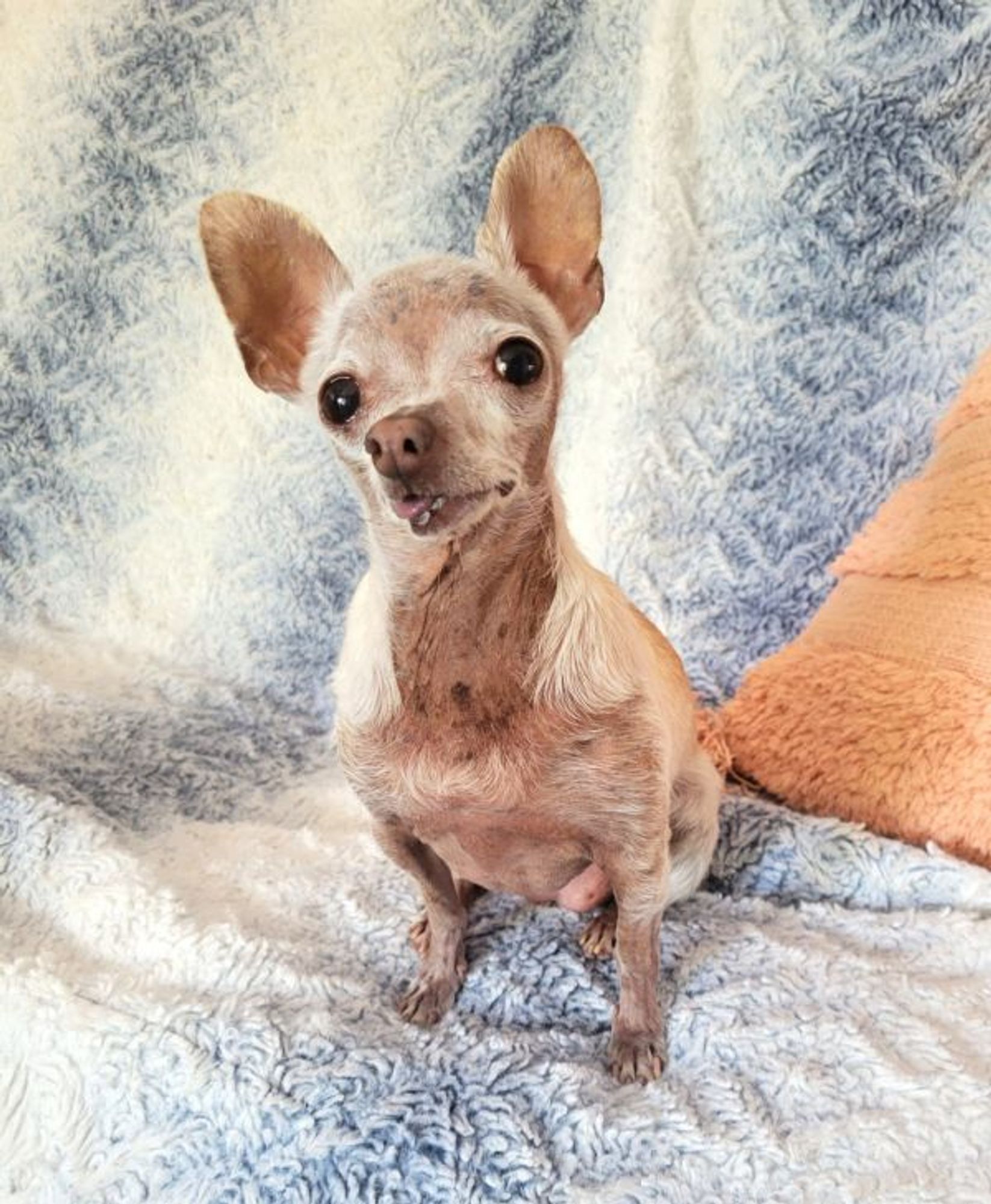 Ruby is a Chihuahua dog, available for adoption in Fallon, NV.