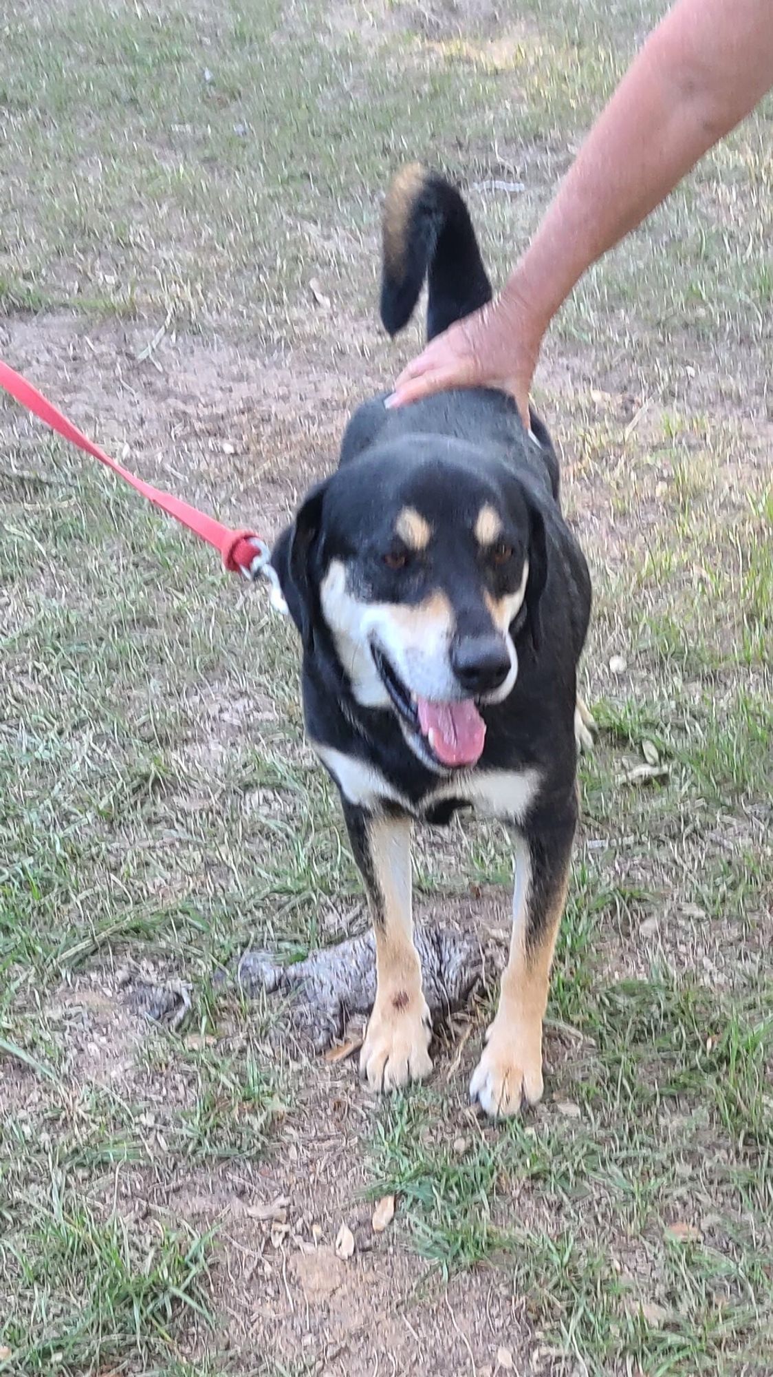 Oliver is a Border Collie and Terrier dog, available for adoption in Sheridan, TX.