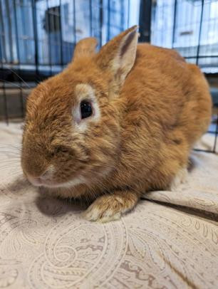 REESE is a Bunny Rabbit available for adoption in San Pedro, CA.