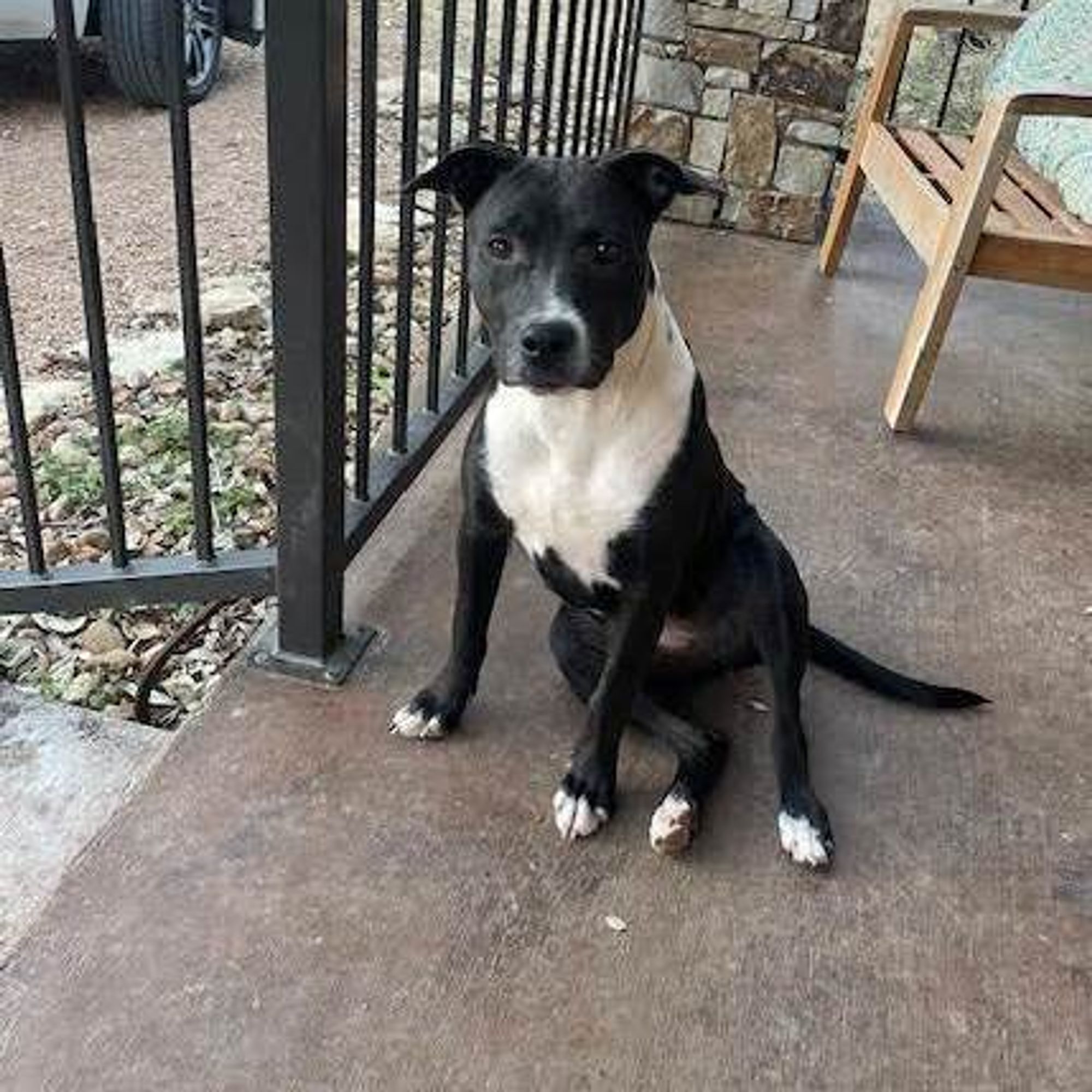 River is a Terrier dog, available for adoption in New Braunfels, TX.