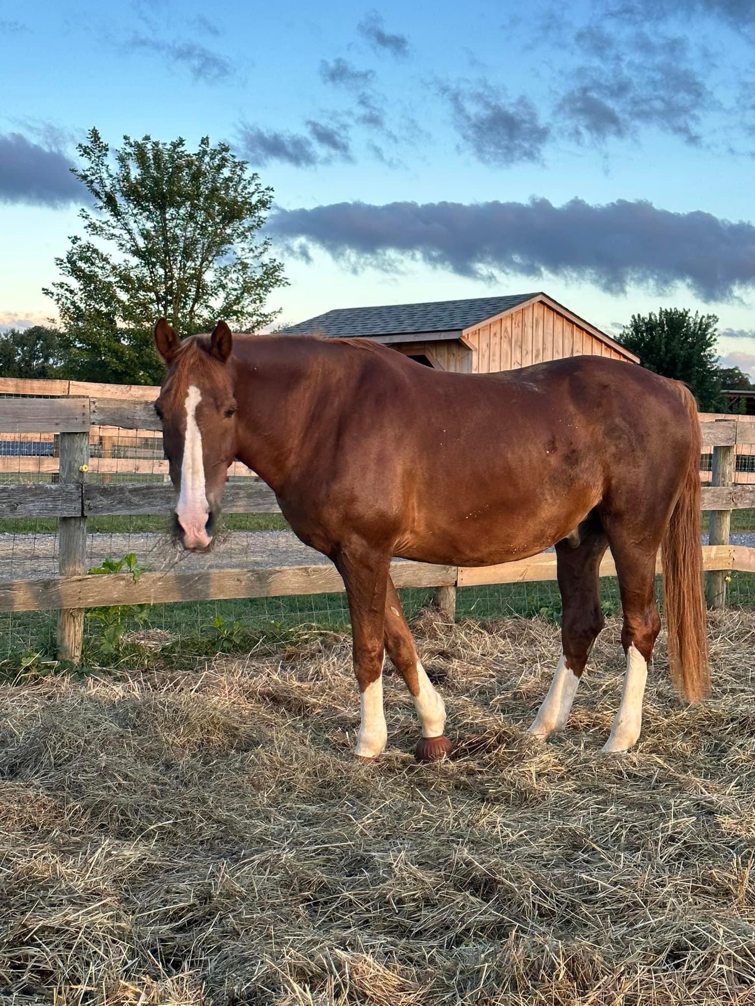 Russell is a Warmblood horse, available for adoption in Mechanicsburg, PA.