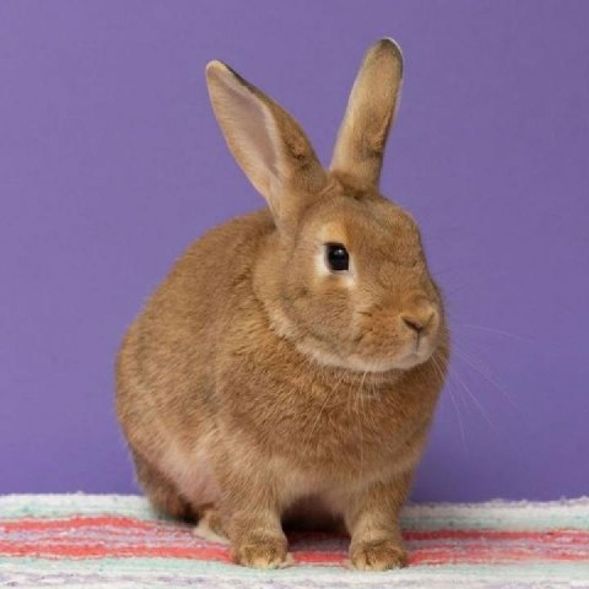 Russet Potato is a Cinnamon rabbit, available for adoption in Richmond, CA.