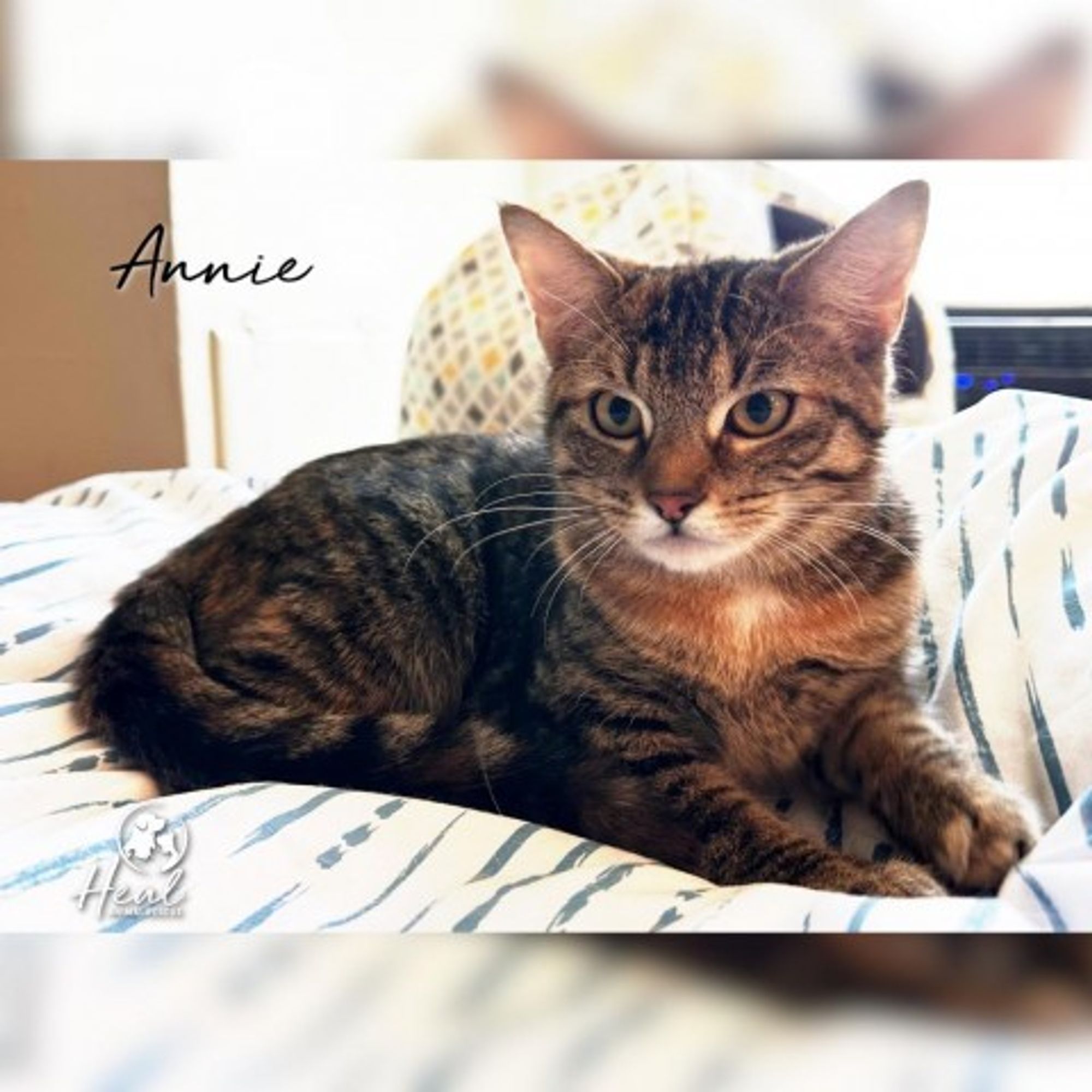 Annie is a Domestic Short Hair cat, available for adoption in Youngwood, PA.