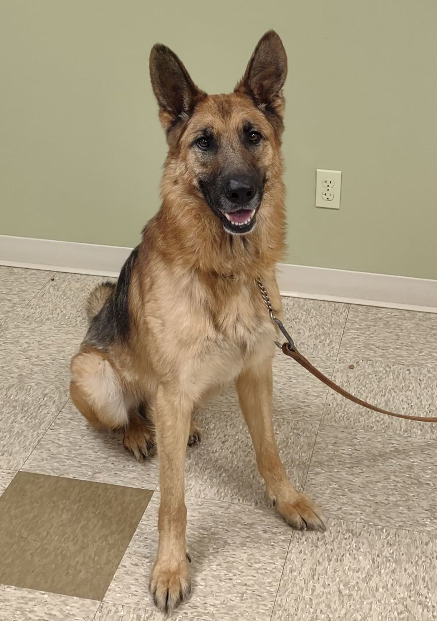 Mavrick is a German Shepherd Dog available for adoption in Hastings, NE.