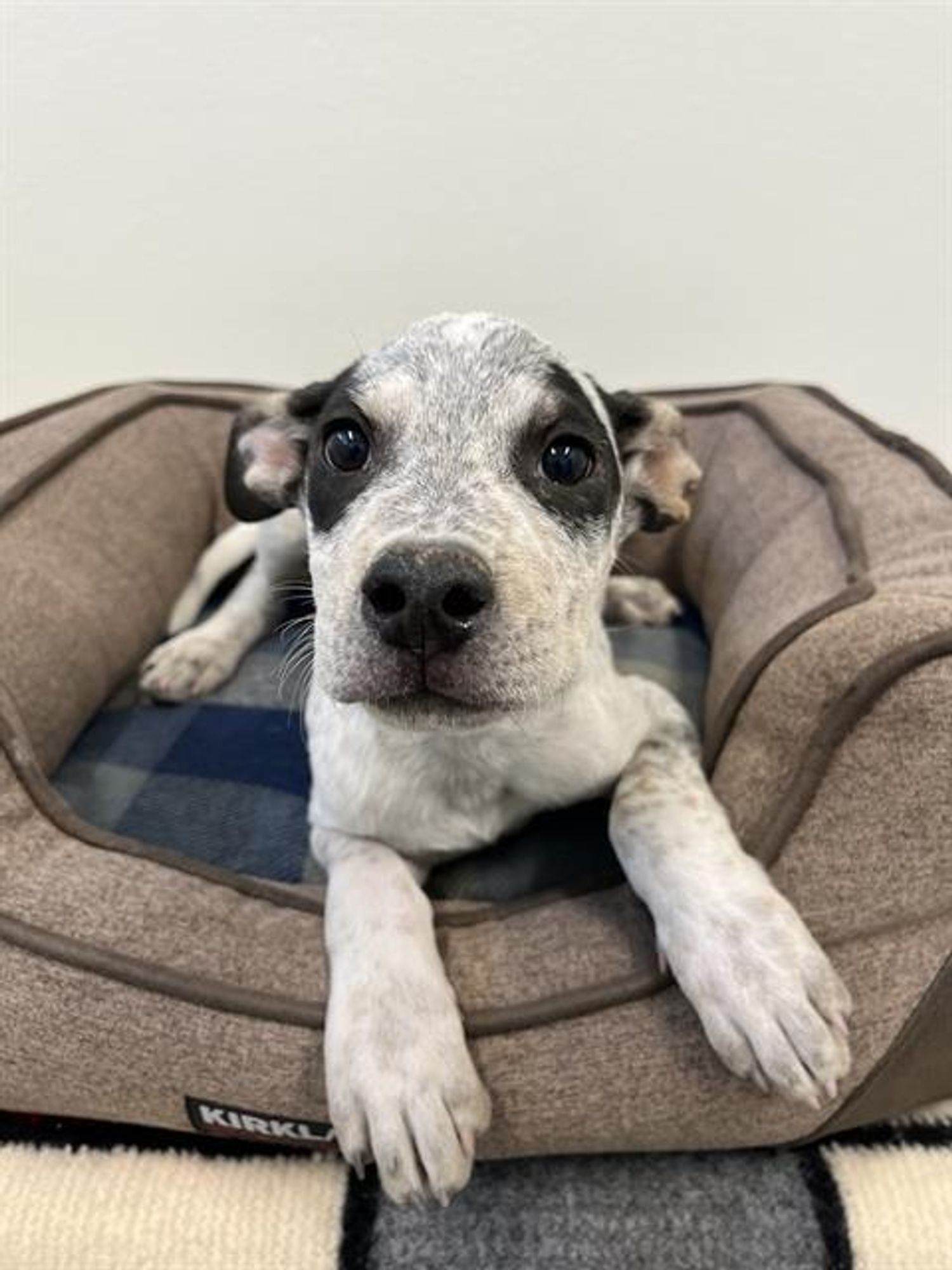 SPOT is a Australian Cattle Dog / Blue Heeler available for adoption in Globe, AZ.