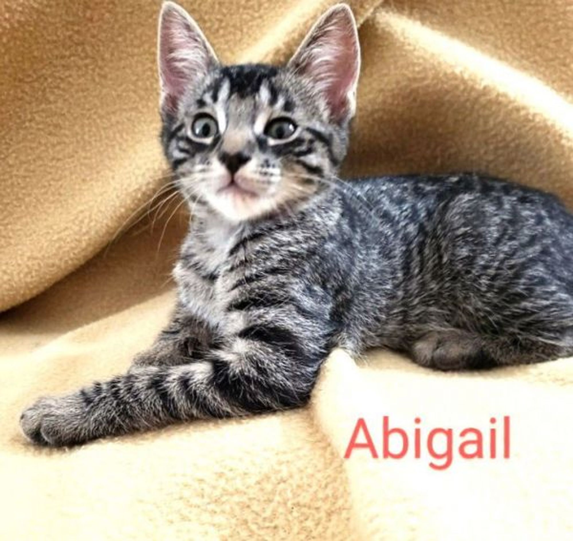 Abigail is a Domestic Short Hair mix cat, available for adoption in St. Cloud, FL.