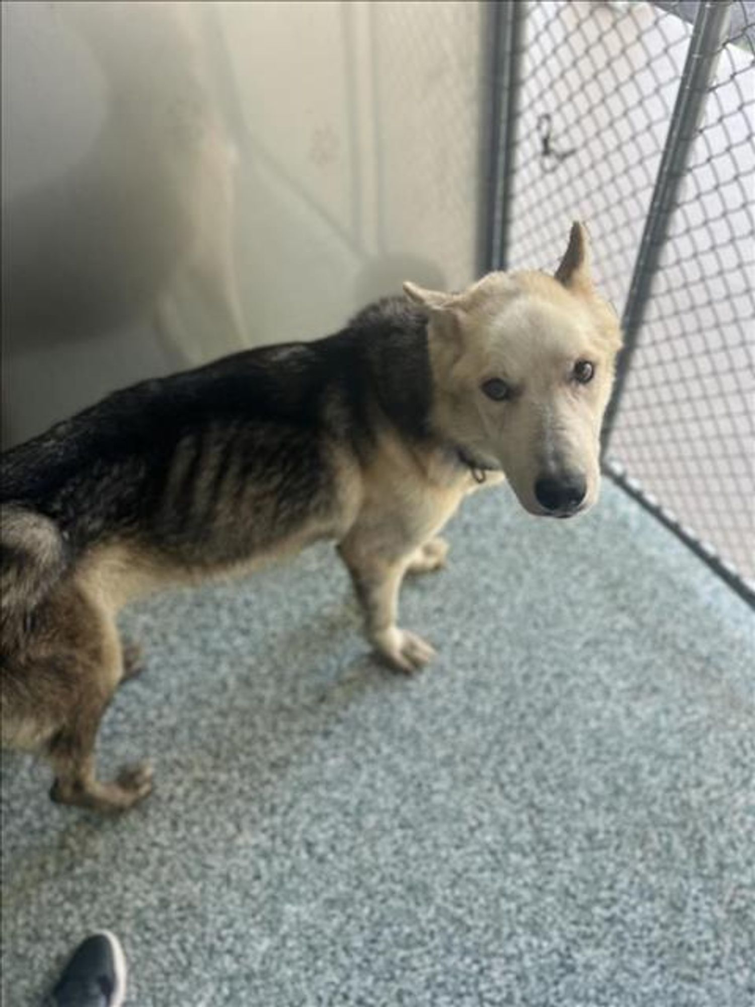 DAKOTA is a German Shepherd Dog available for adoption in Salisbury, NC.