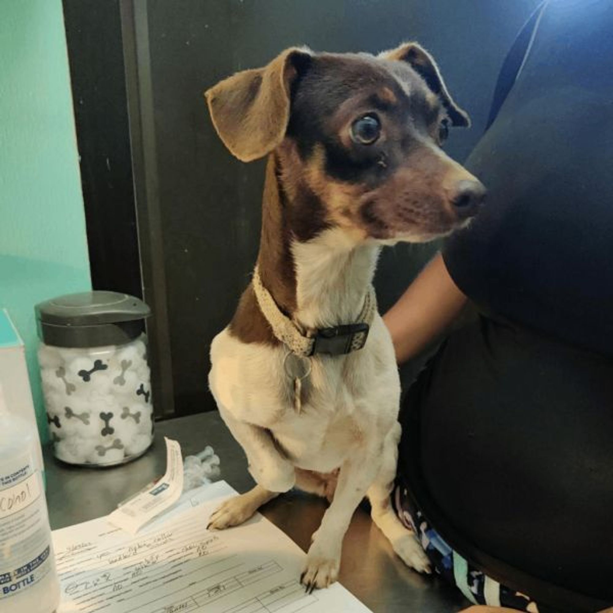 Widget is a Miniature Dachshund and Chihuahua mix dog, available for adoption in Graham, TX.