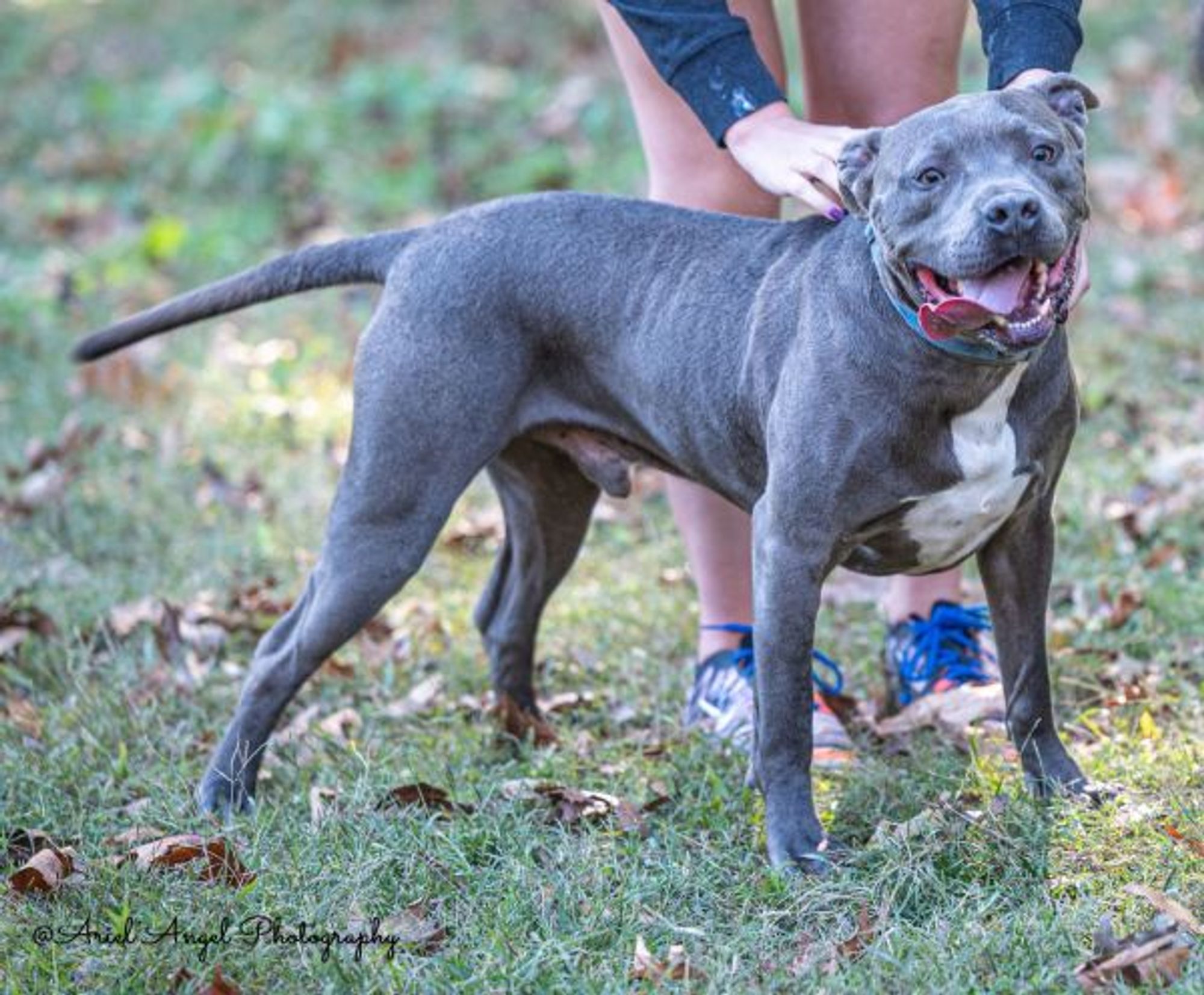 Kingston needs foster home (See Video) is a Pit Bull Terrier and American Staffordshire Terrier dog, available for adoption in Munford, TN.