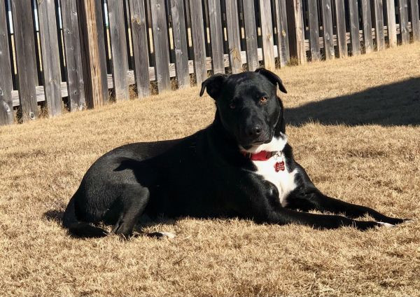 Gilbert is a Mixed Breed dog, available for adoption in Birmingham, AL.