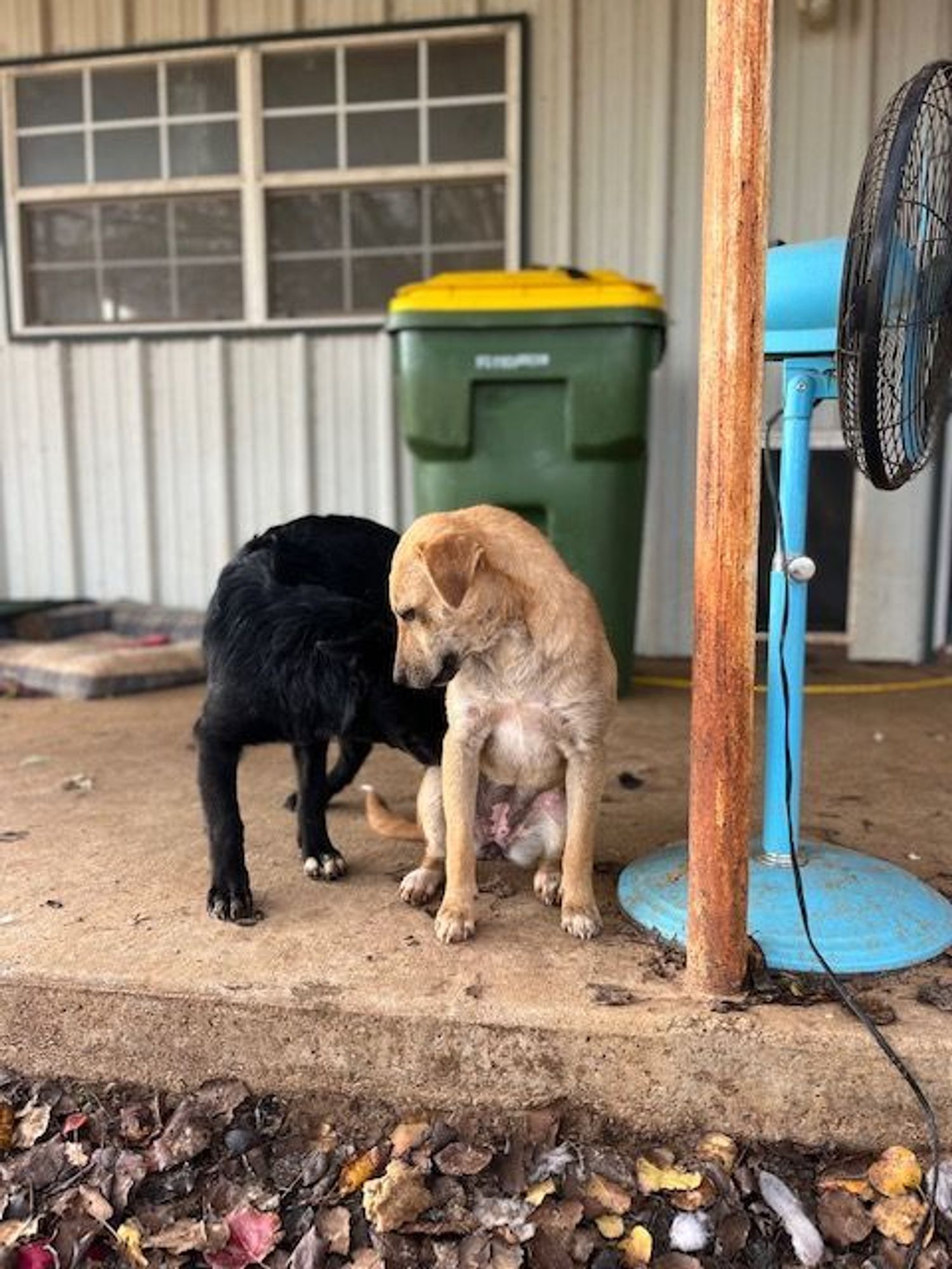 Margie is a Terrier mix dog, available for adoption in Paradise, TX.