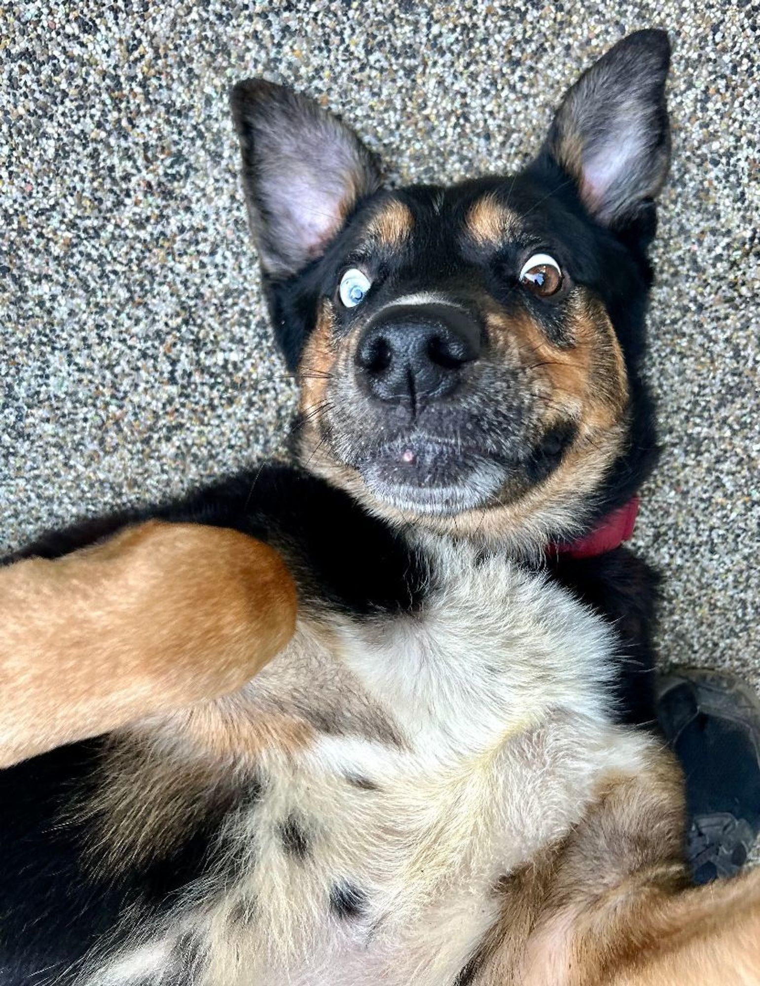 Blue is a Beauceron and Rottweiler dog, available for adoption in woodland hills, CA.