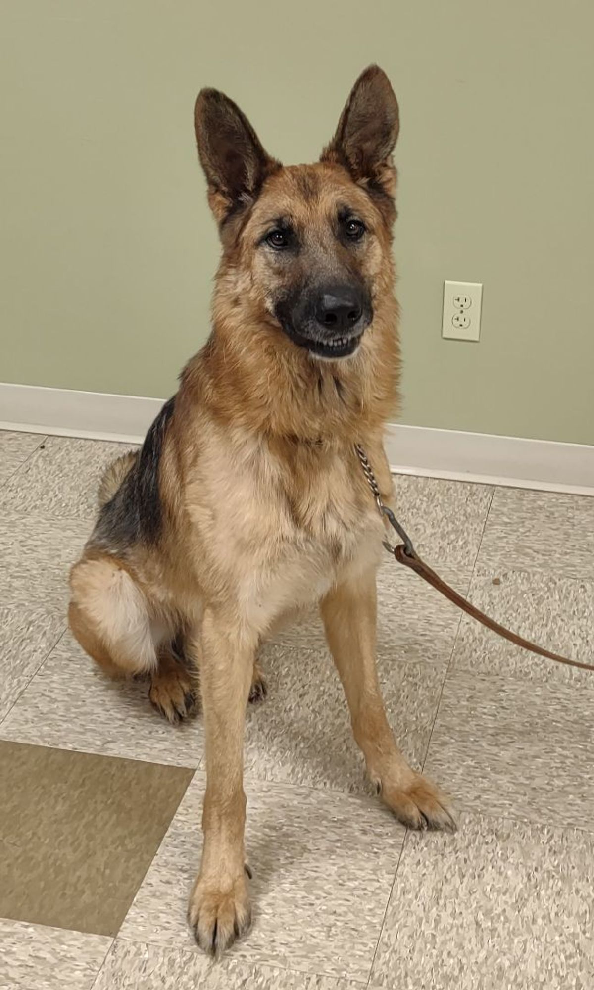 Mavrick is a German Shepherd Dog available for adoption in Hastings, NE.