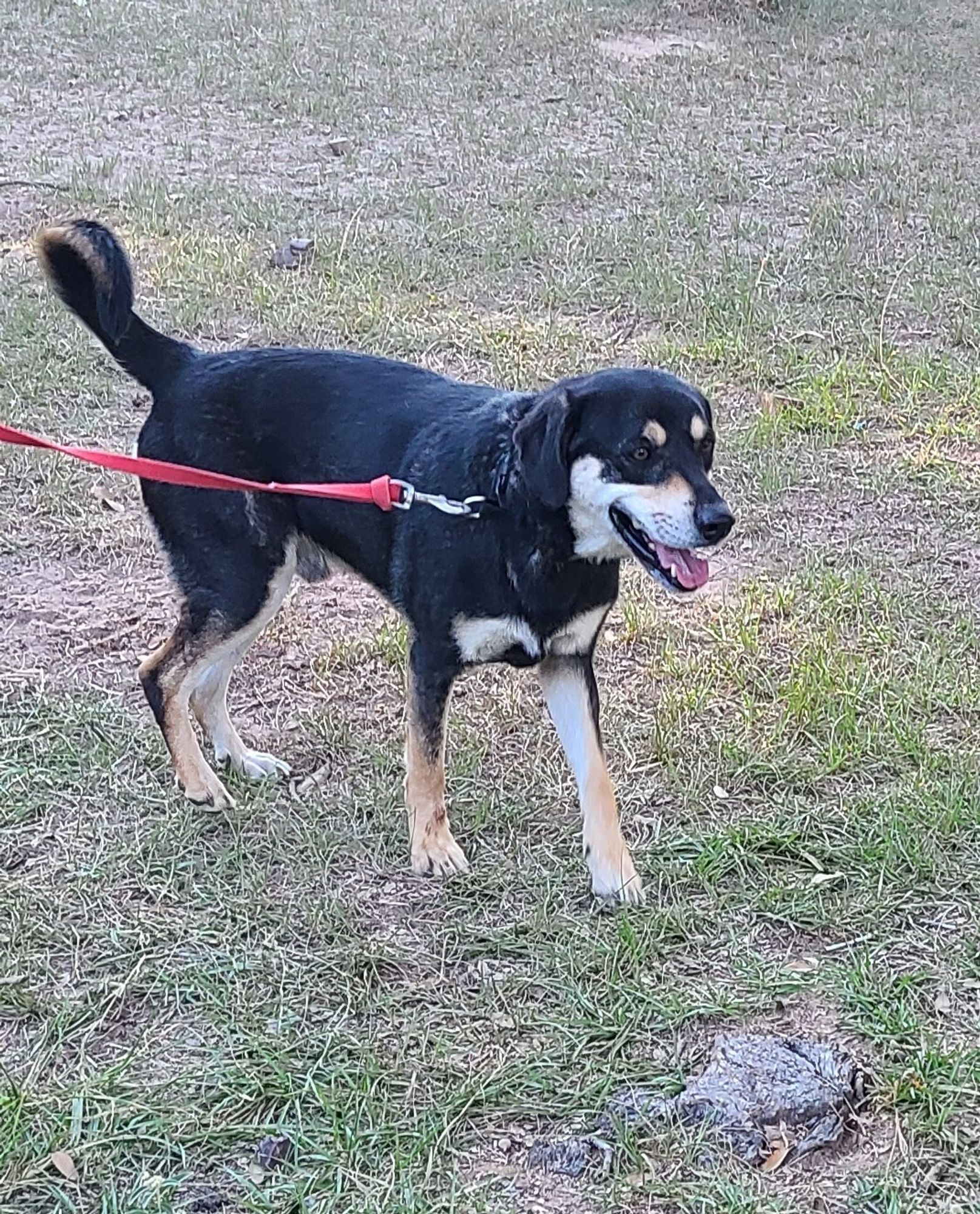 Oliver is a Border Collie and Terrier dog, available for adoption in Sheridan, TX.