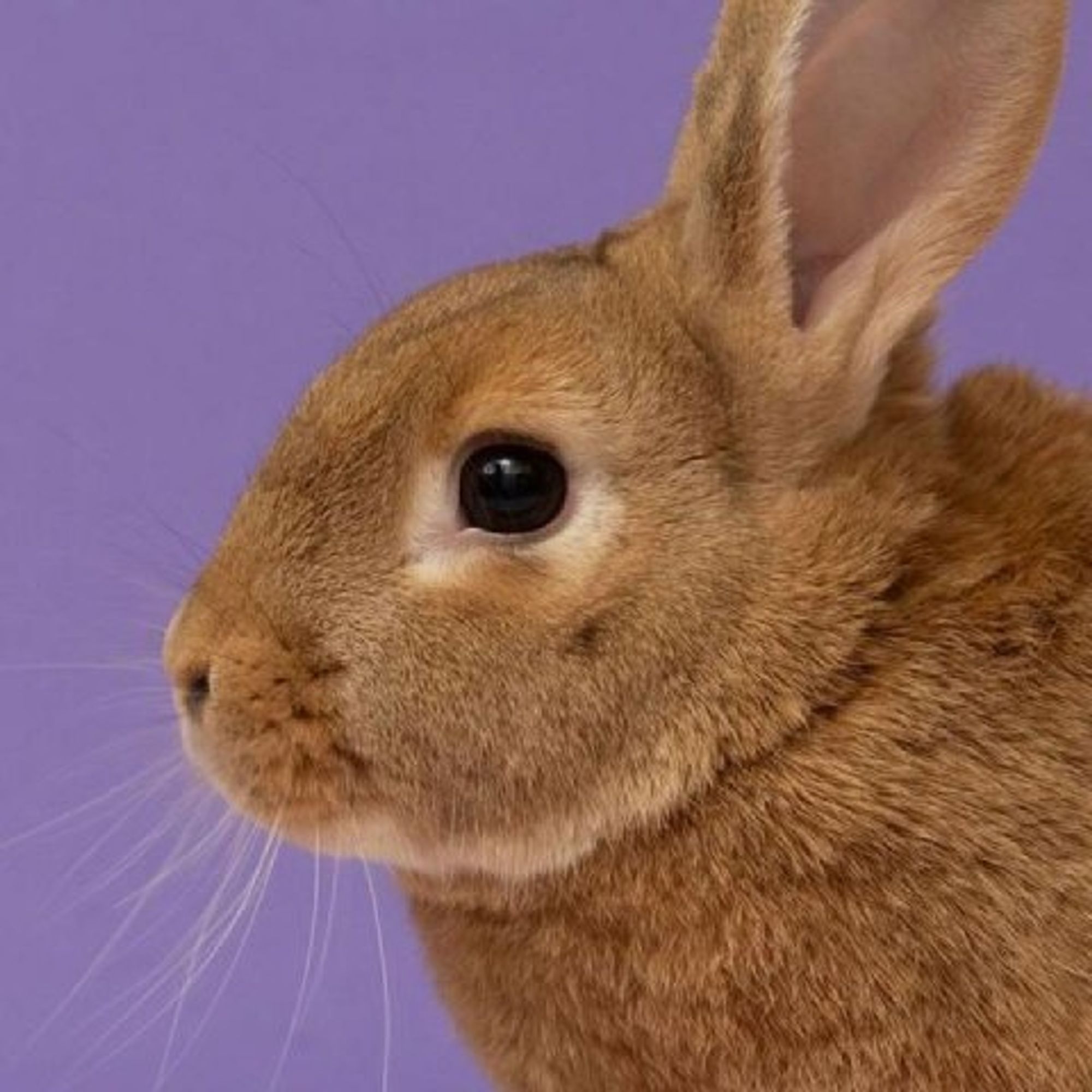 Russet Potato is a Cinnamon rabbit, available for adoption in Richmond, CA.