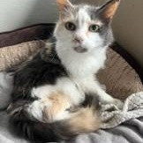 Sarah is a Domestic Medium Hair cat, available for adoption in Lodi, CA.