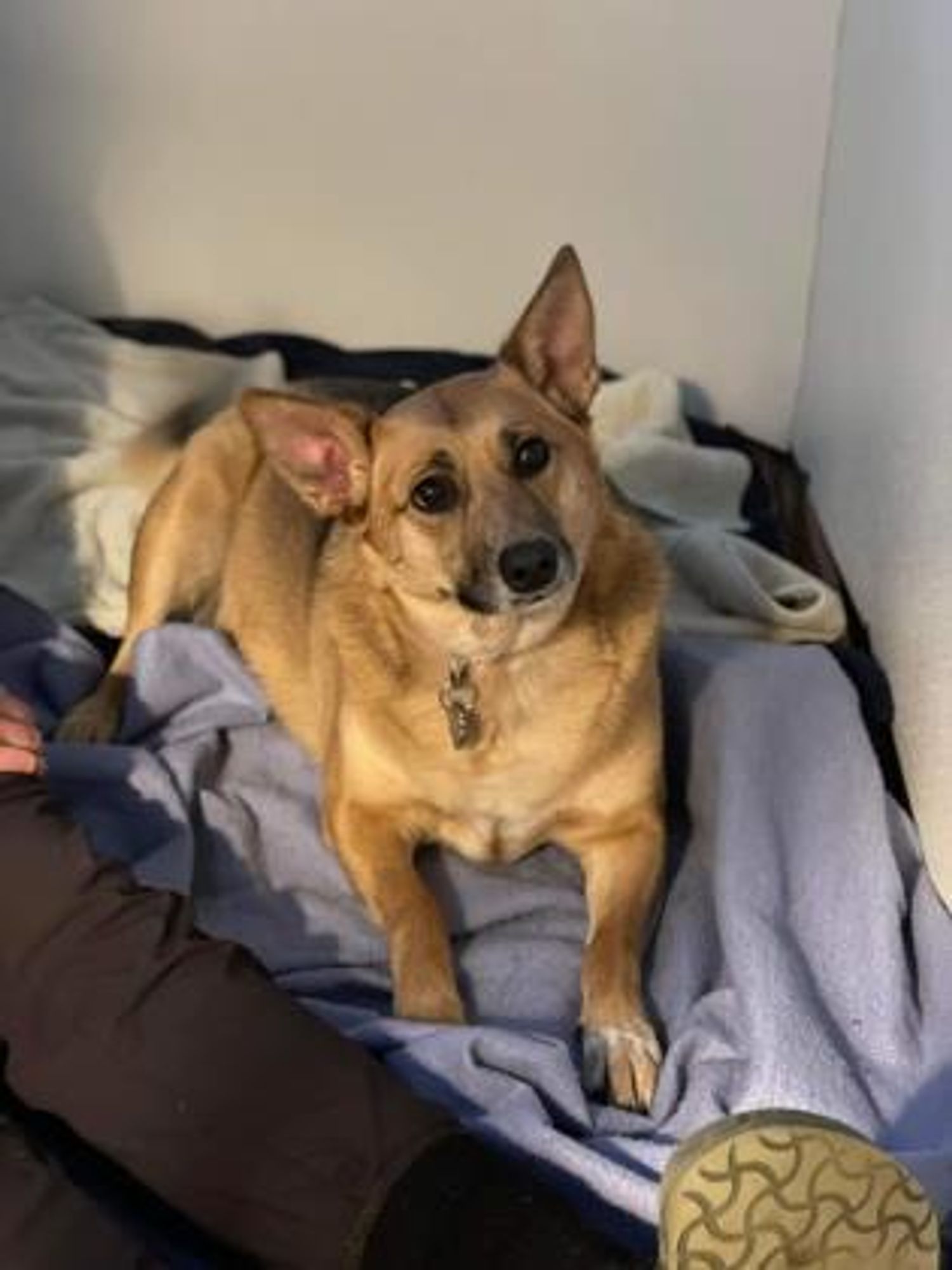 Sue is a Shepherd and Mixed Breed dog, available for adoption in Pekin, IL.