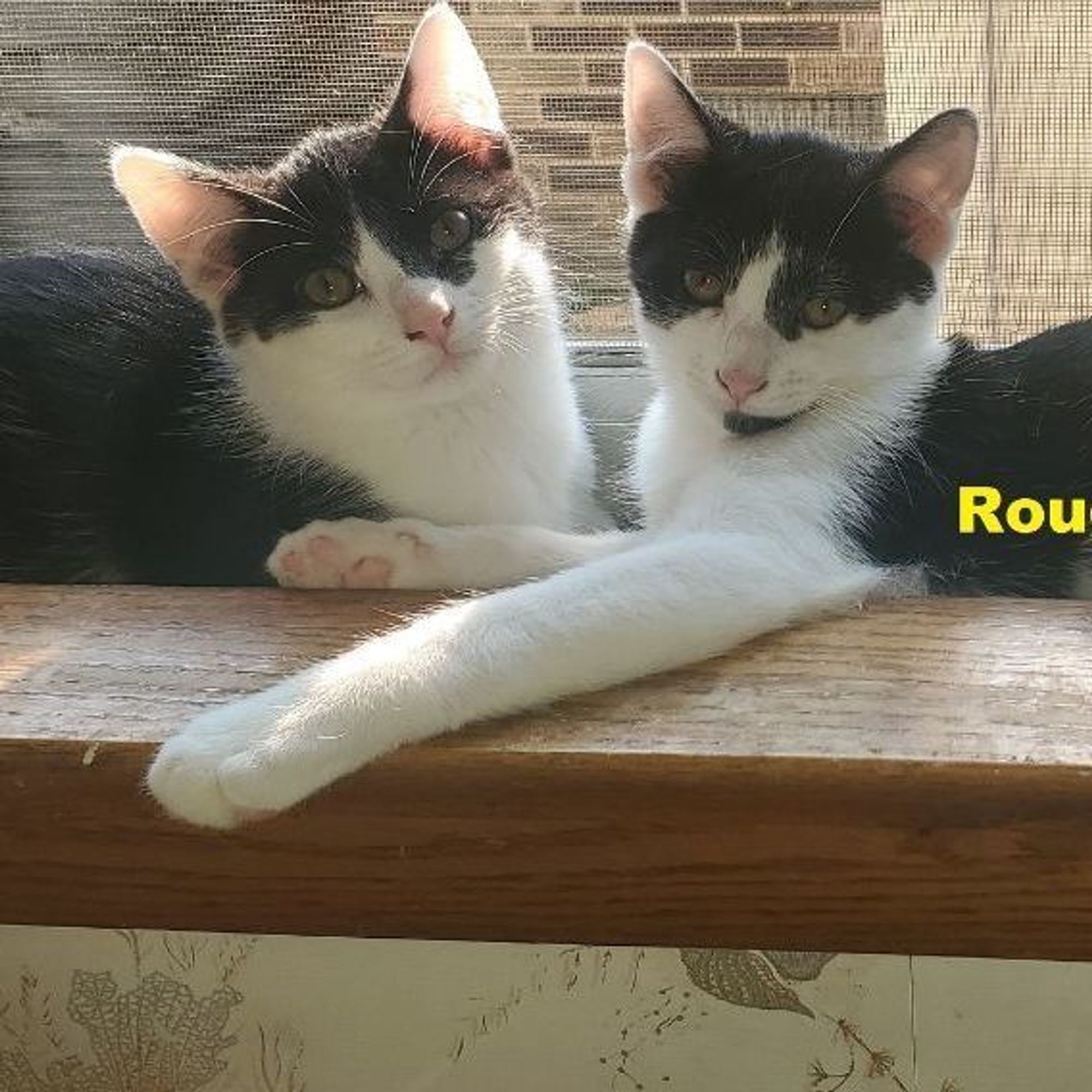 Rough & Tumble is a Domestic Short Hair cat, available for adoption in Mokena, IL.