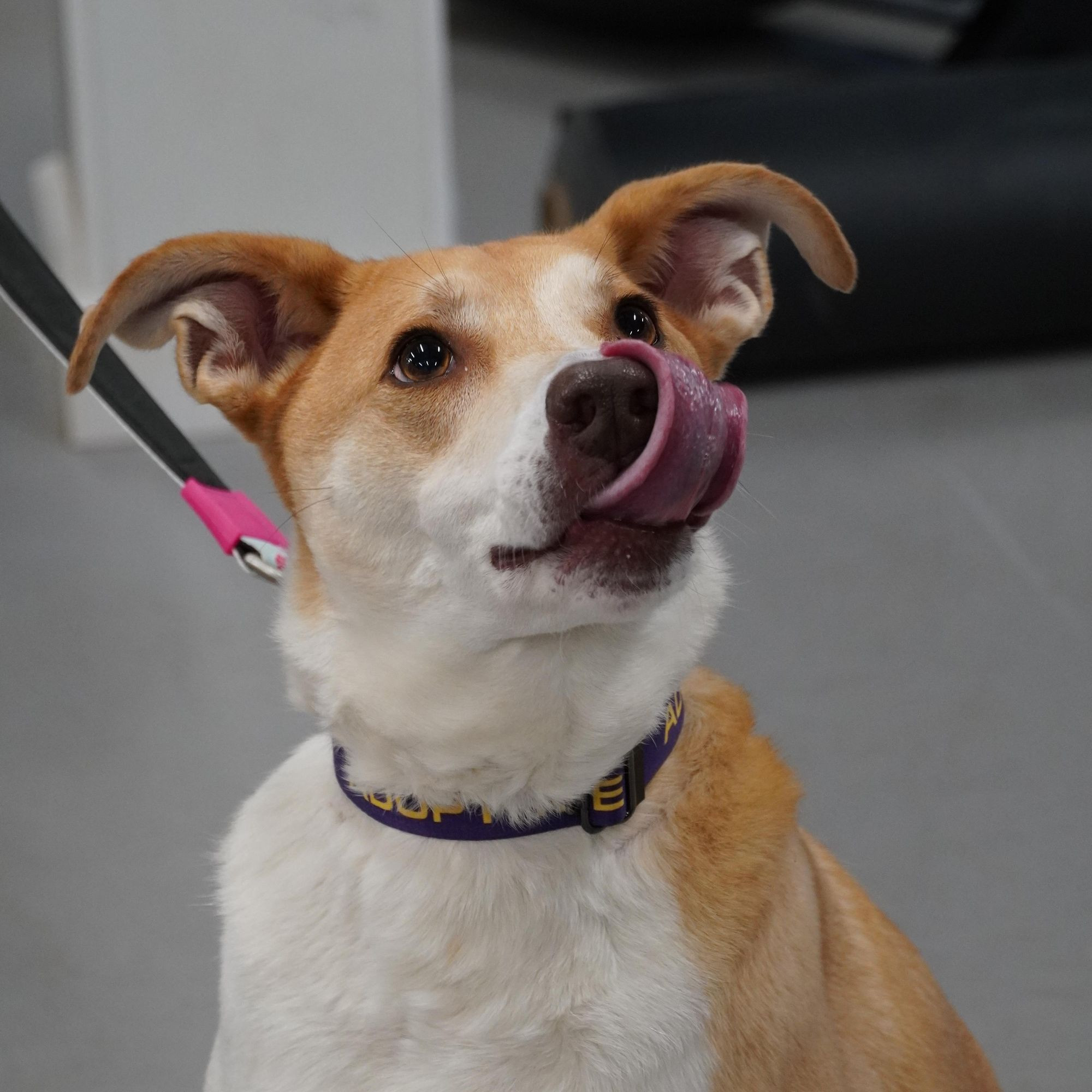 Dahlia is a Shepherd and American Staffordshire Terrier dog, available for adoption in Paris, ME.