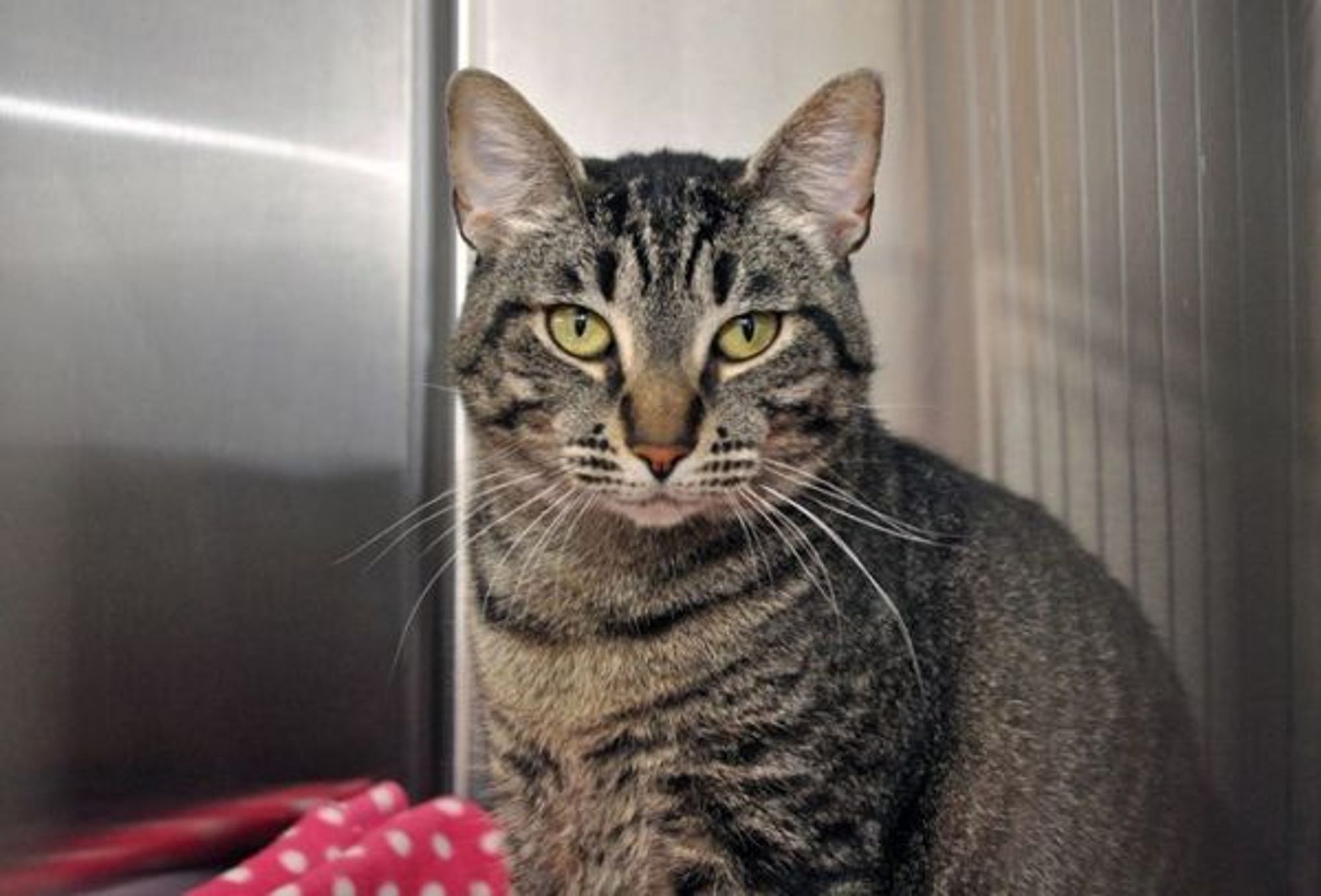 Tiki Cat is a Domestic Short Hair cat, available for adoption in Oak Harbor, WA.