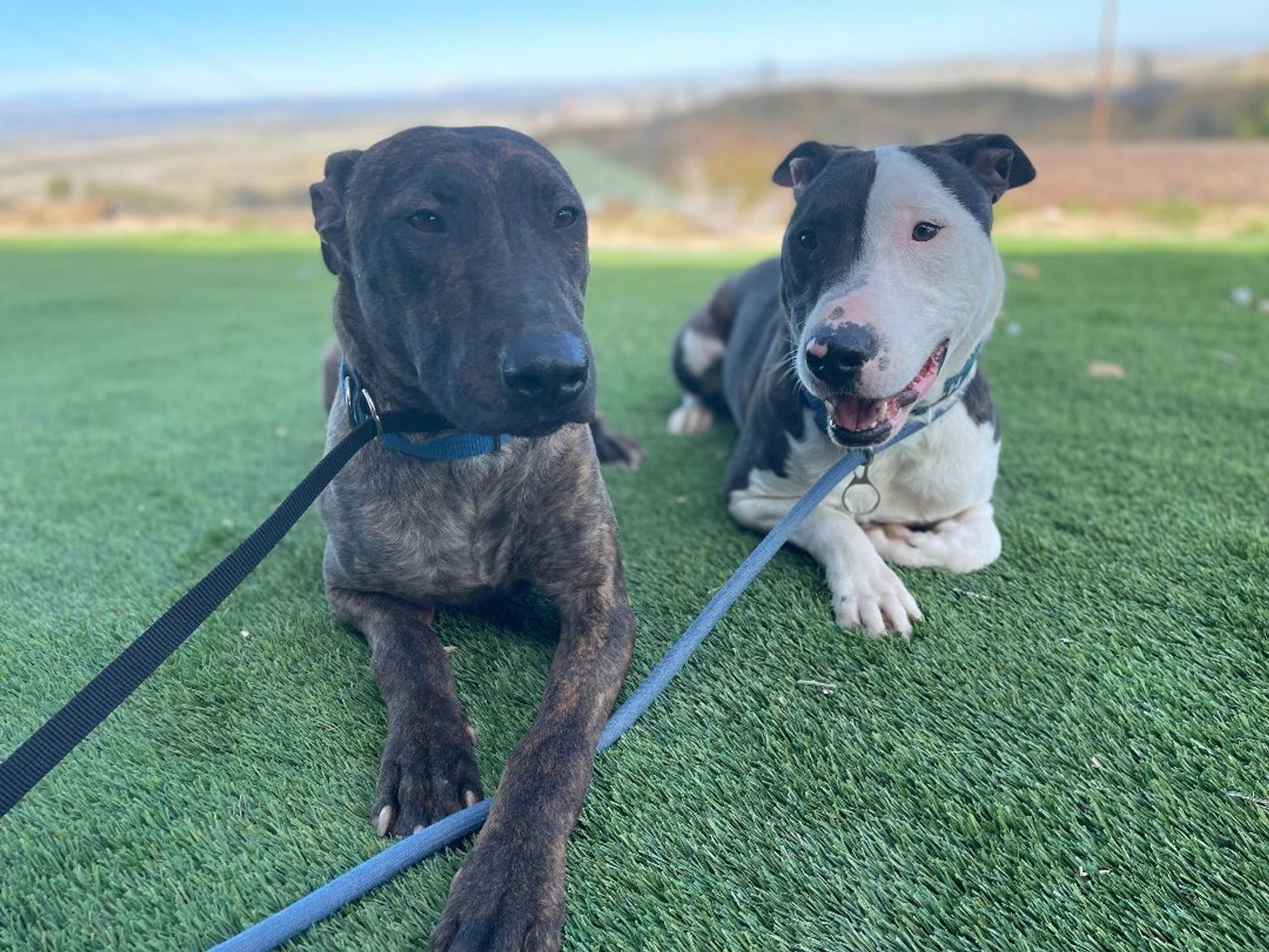 Parker and Enzo is a Bull Terrier and Staffordshire Bull Terrier dog, available for adoption in woodland hills, CA.