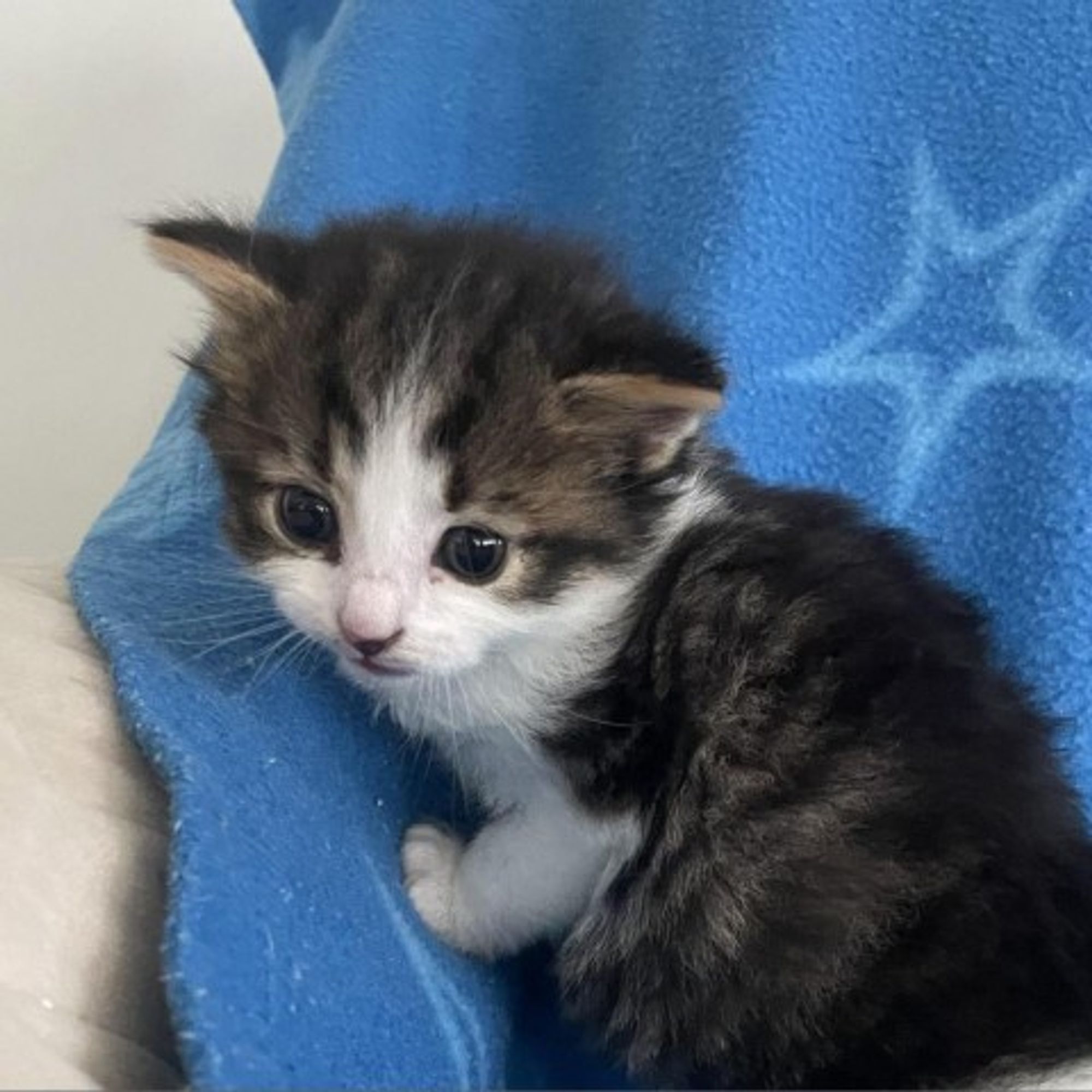 Charlie Brown is a Domestic Long Hair cat, available for adoption in Winchester, VA.