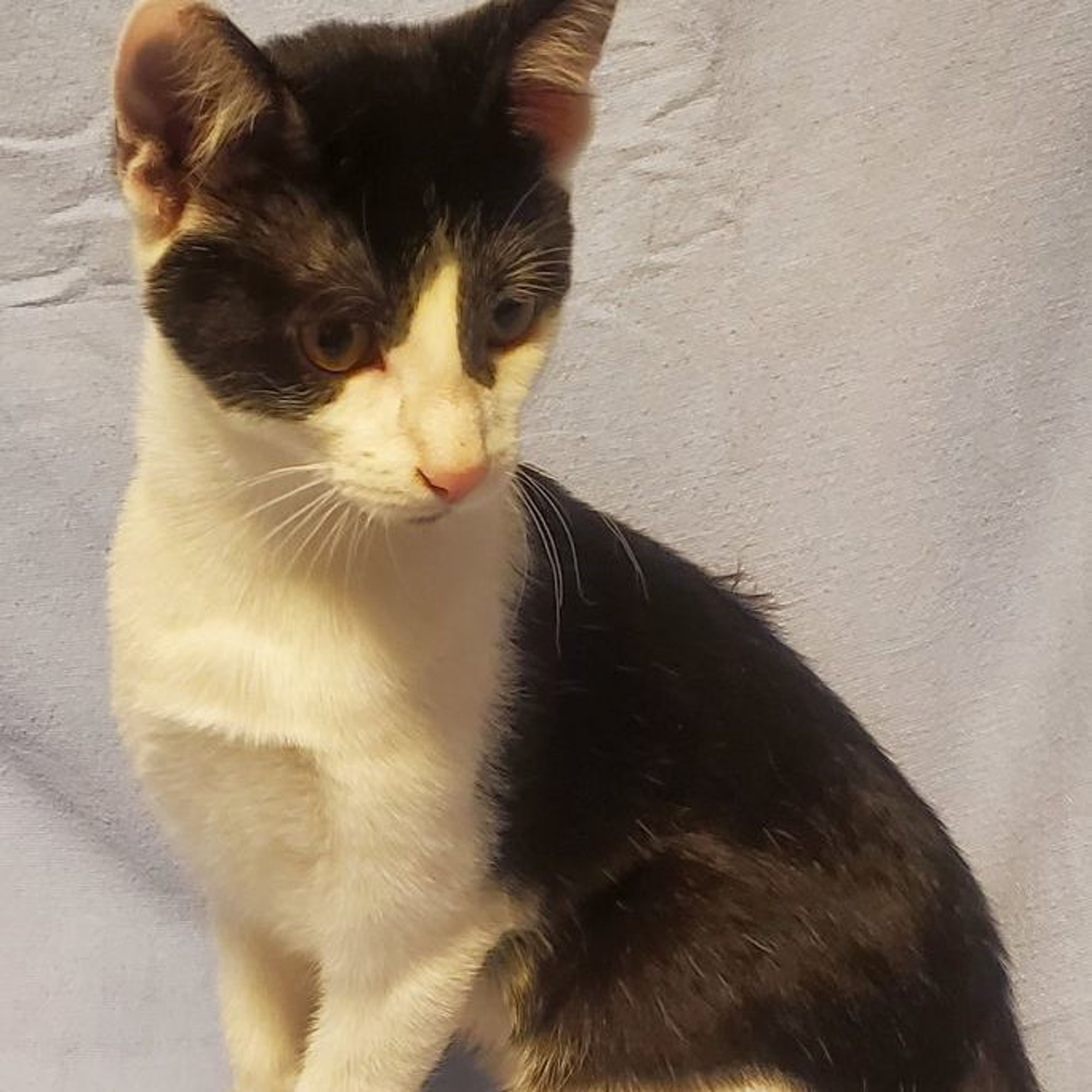 Rough & Tumble is a Domestic Short Hair cat, available for adoption in Mokena, IL.