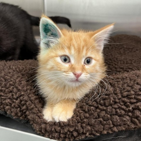 Ham is a Domestic Short Hair cat, available for adoption in Saskatoon, SK.