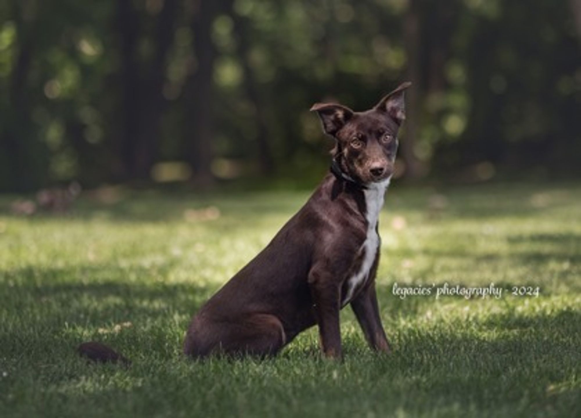 LA Girl is a Mixed Breed dog, available for adoption in Pekin, IL.