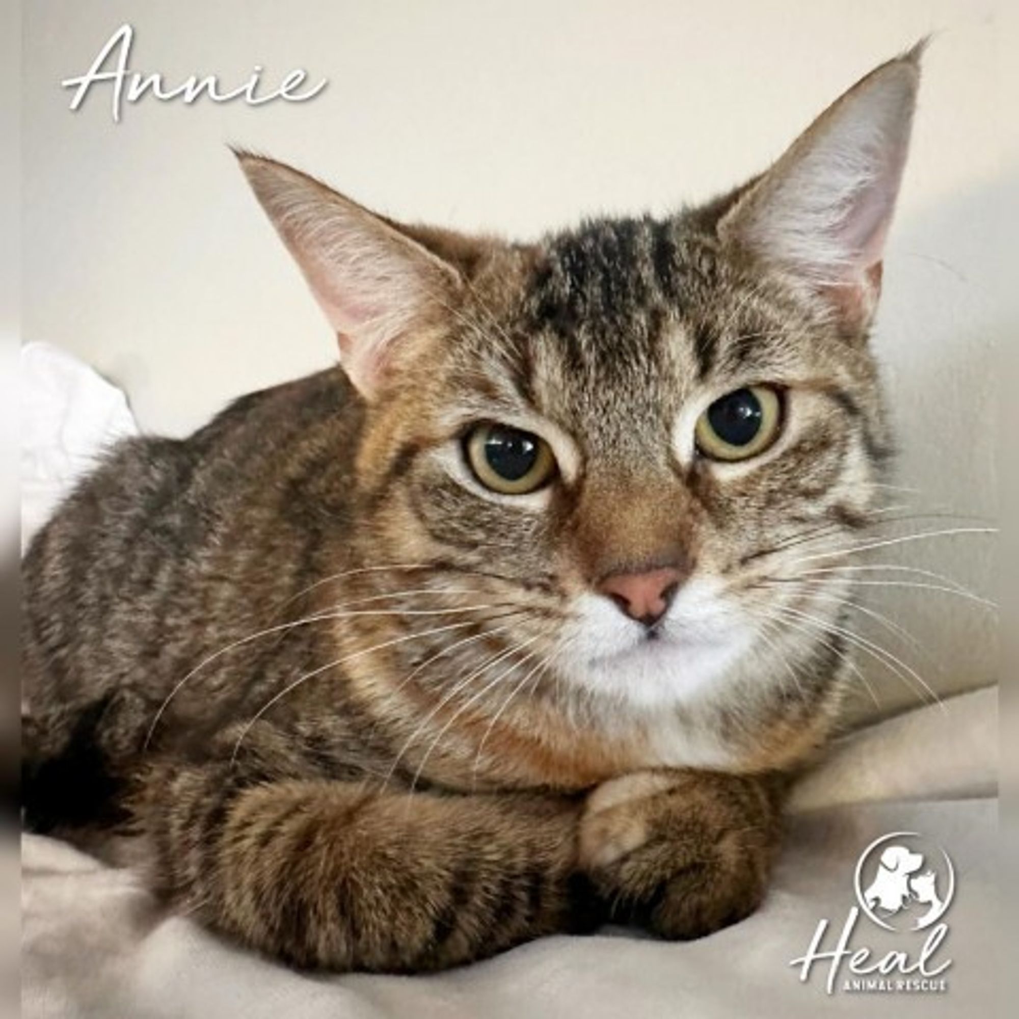 Annie is a Domestic Short Hair cat, available for adoption in Youngwood, PA.