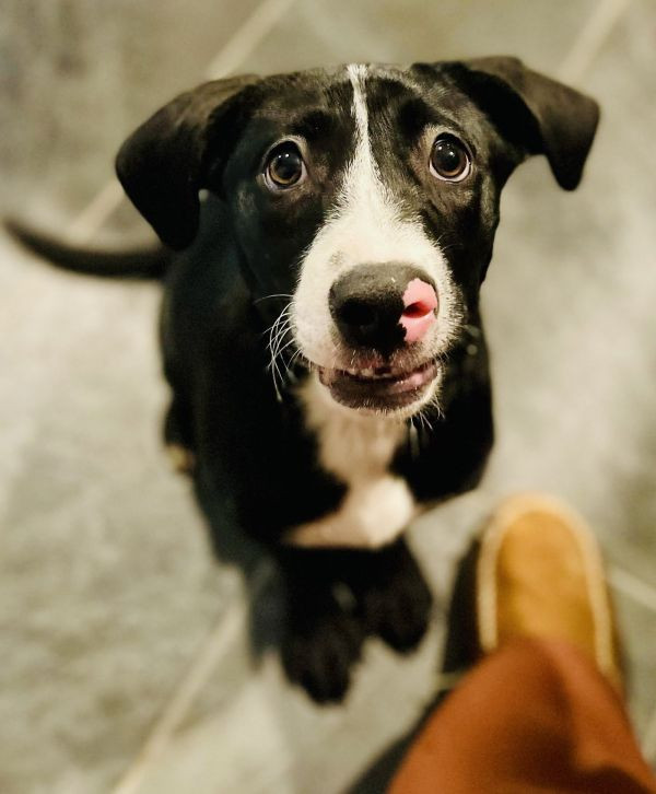 OliveOyl is a Hound and Labrador Retriever dog, available for adoption in Princeton, MN.