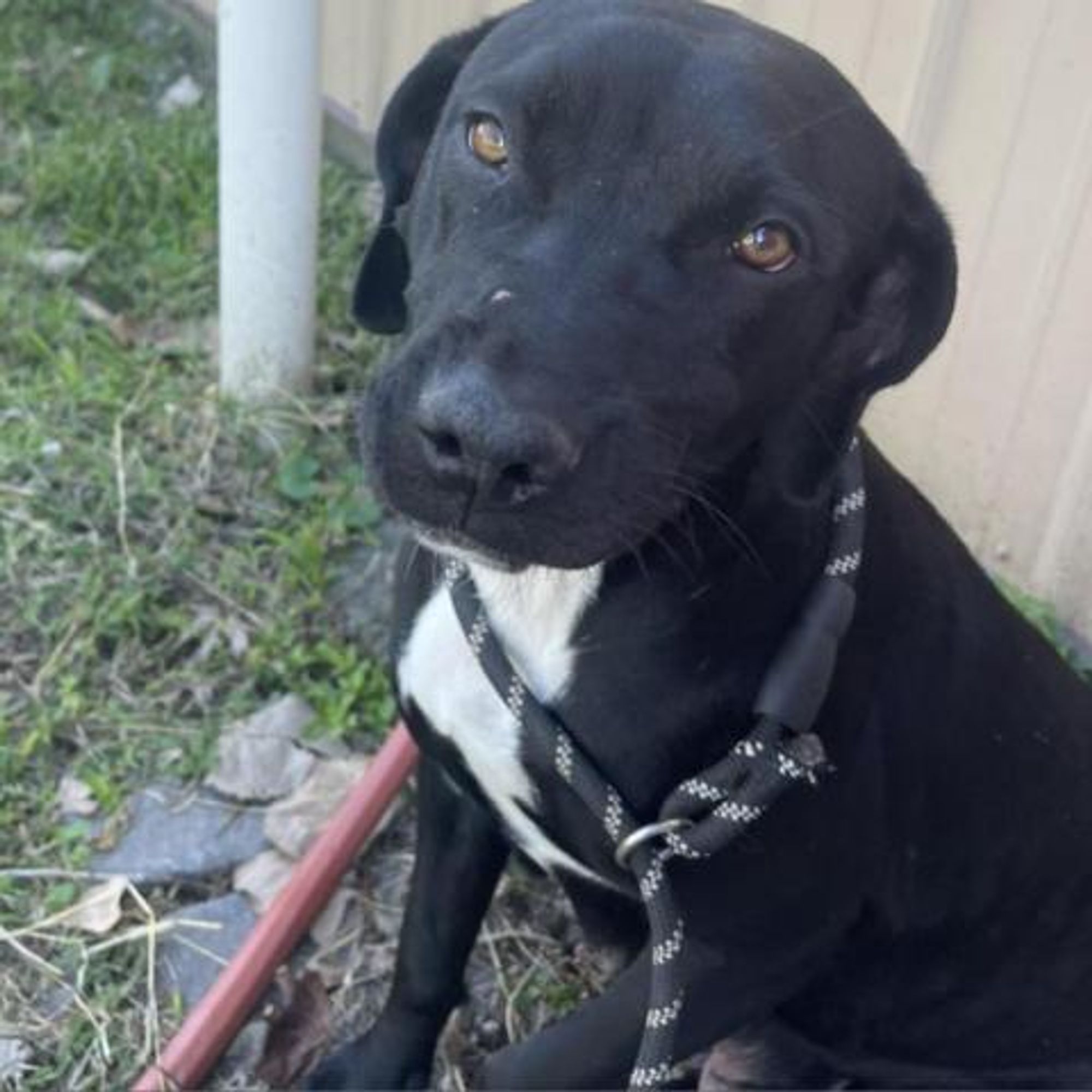 Keeper is a Black Labrador Retriever mix dog, available for adoption in Blytheville, AR.