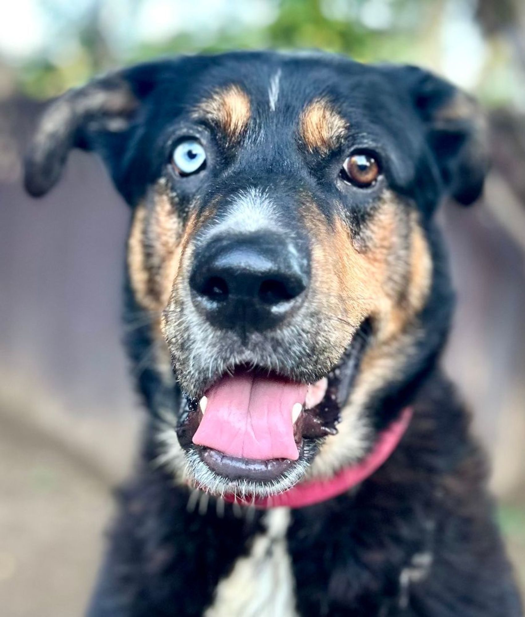 Blue is a Beauceron and Rottweiler dog, available for adoption in woodland hills, CA.