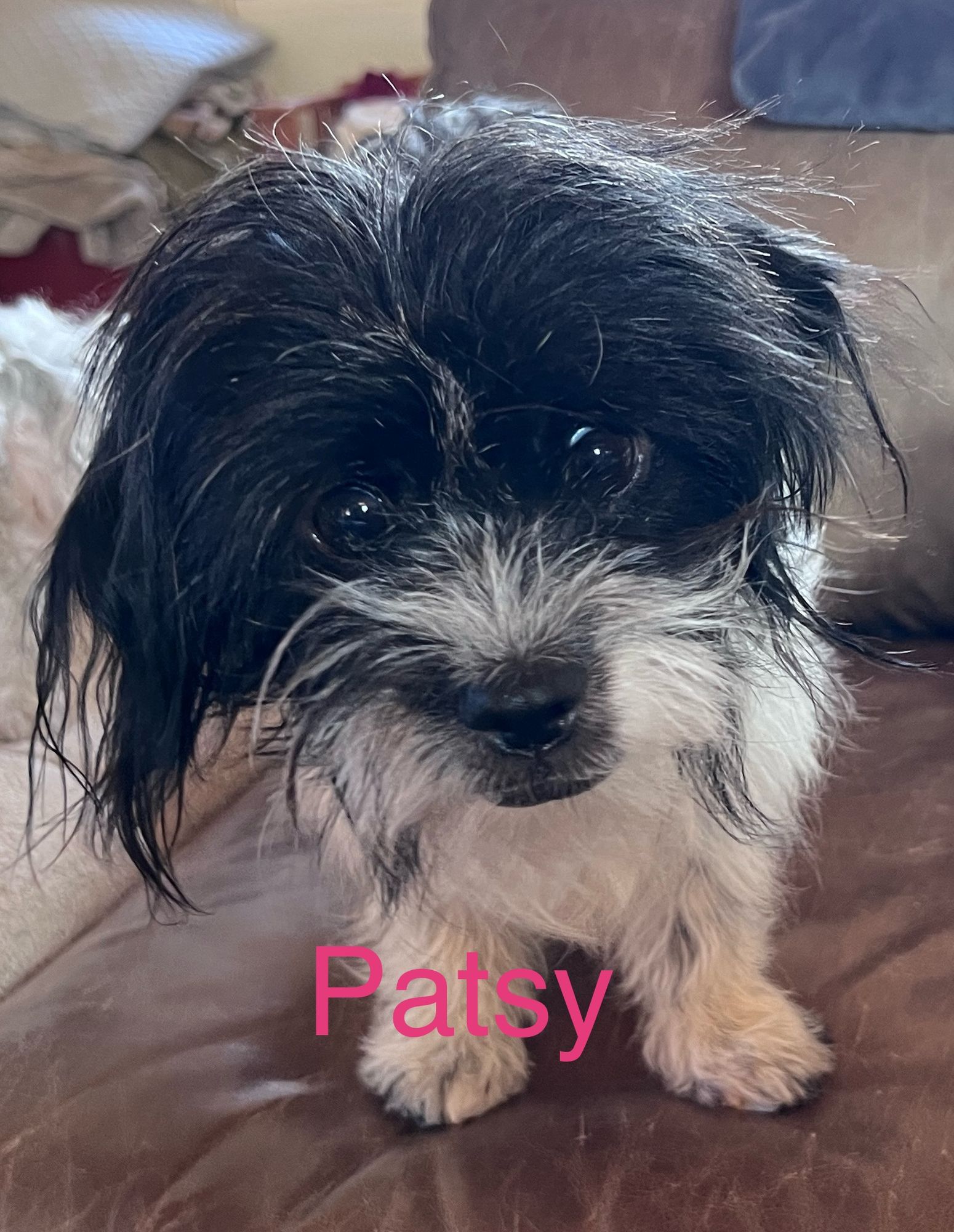 Patsy is a Shih Tzu mix dog, available for adoption in Albuquerque, NM.