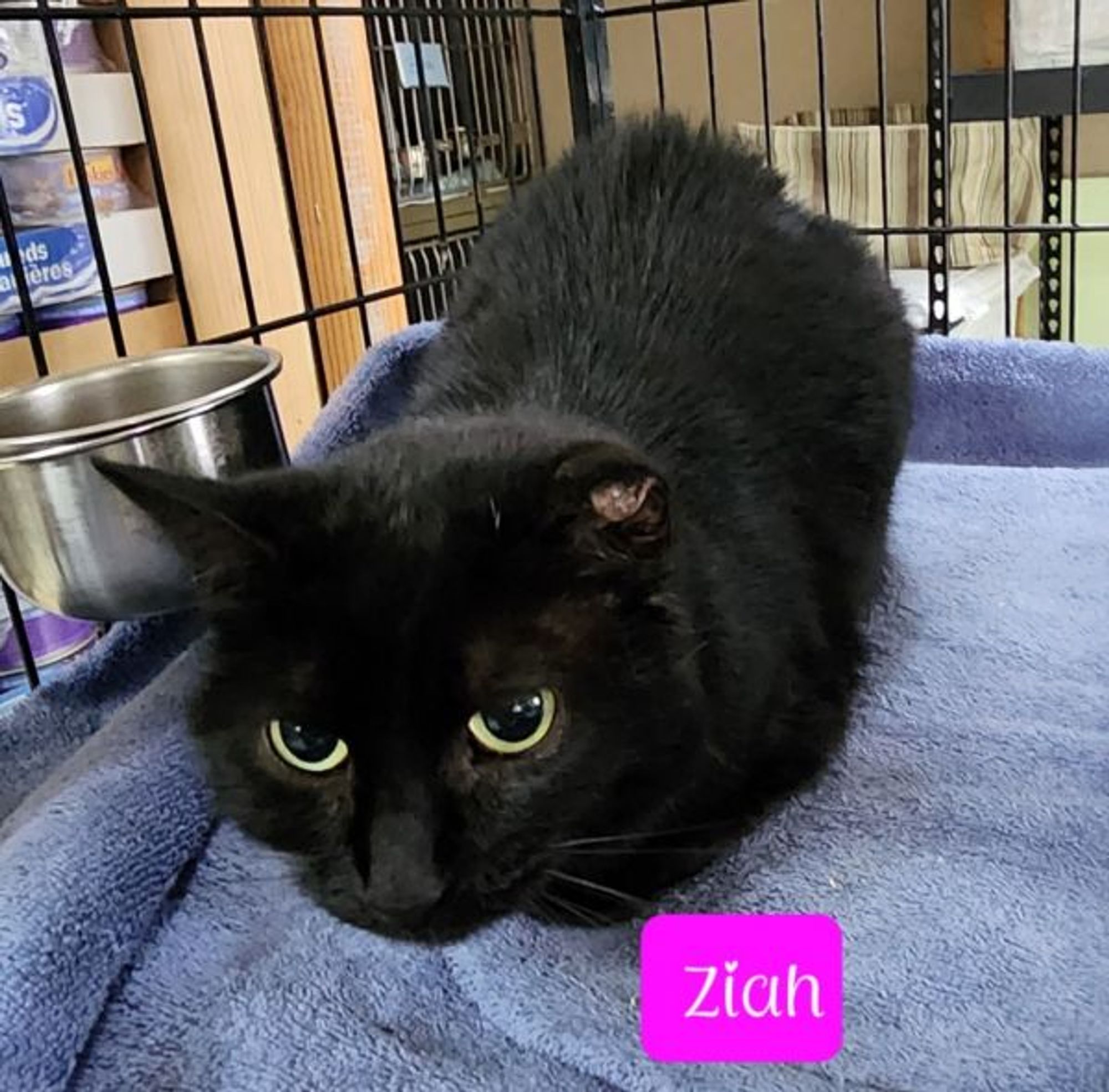 Ziah is a Domestic Short Hair mix cat, available for adoption in Jim Thorpe, PA.