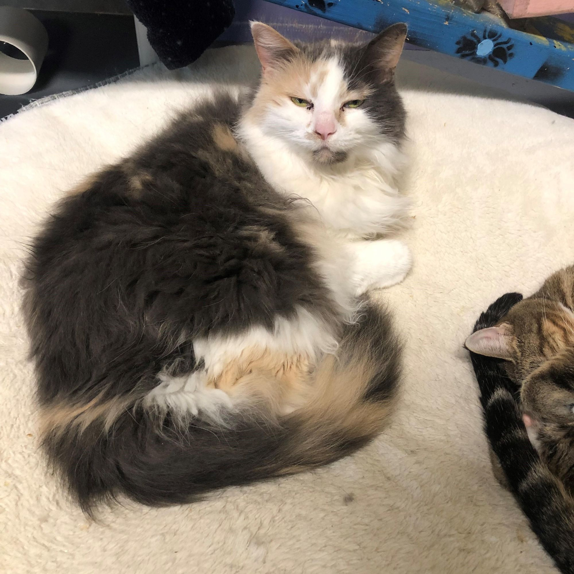 Sarah is a Domestic Medium Hair cat, available for adoption in Lodi, CA.