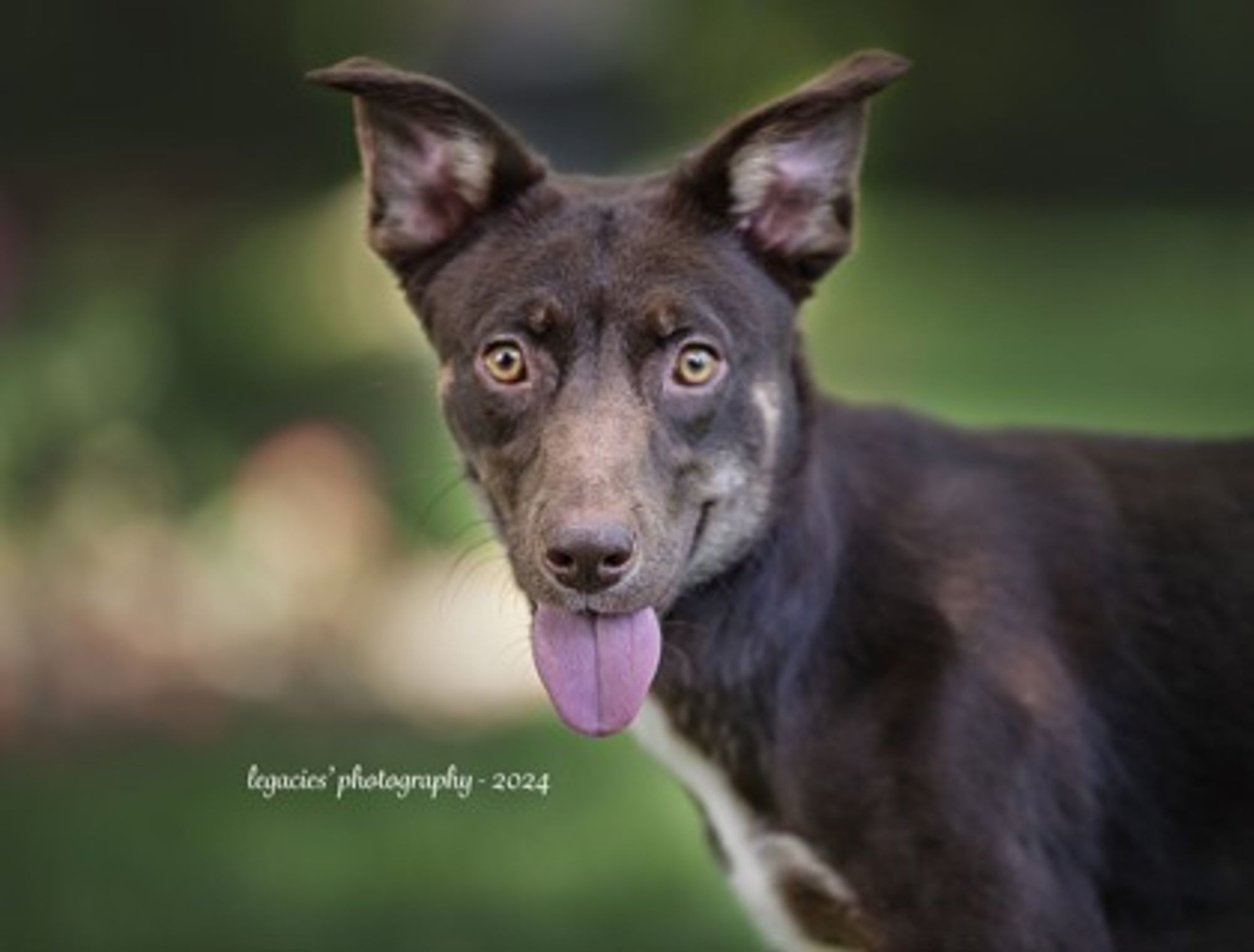 LA Girl is a Mixed Breed dog, available for adoption in Pekin, IL.