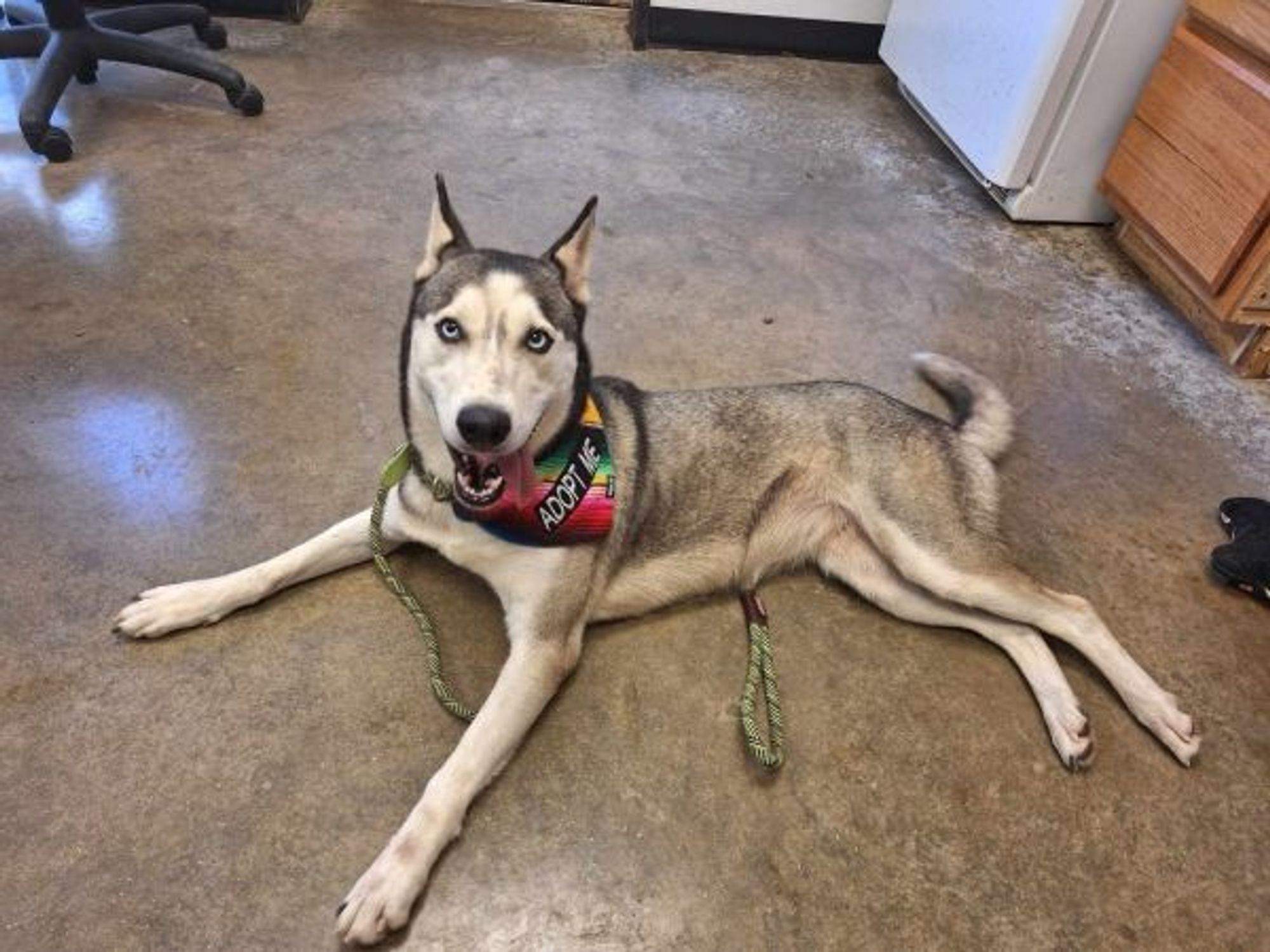 Silvie is a Husky dog, available for adoption in Lockhart, TX.