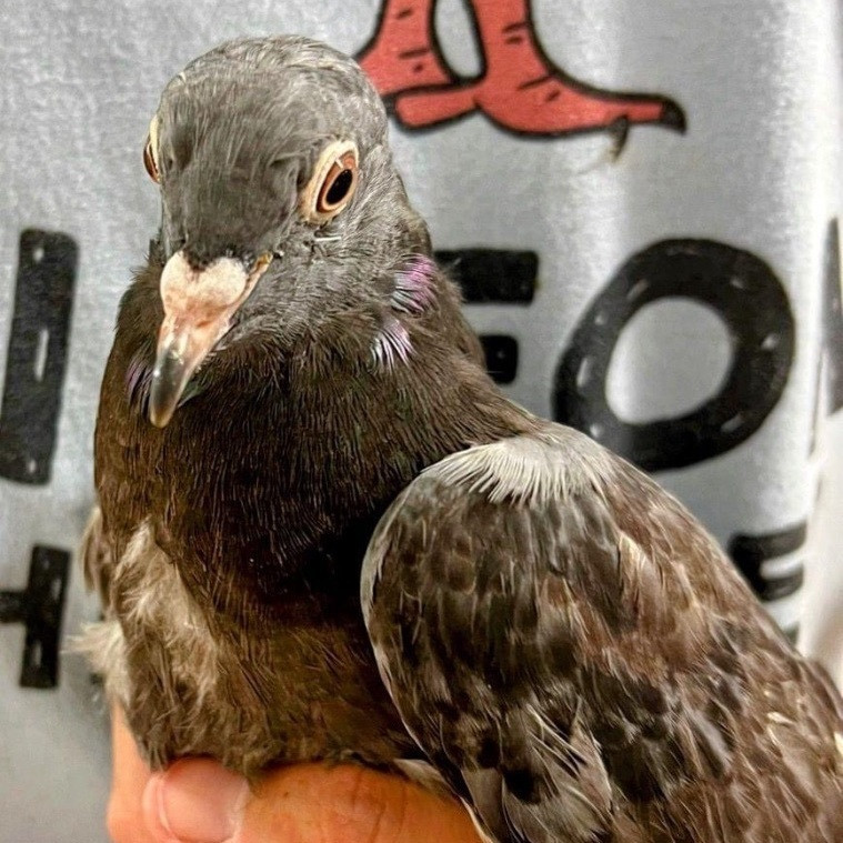 GobbleGobble is a Pigeon dove, available for adoption in Chicago, IL.