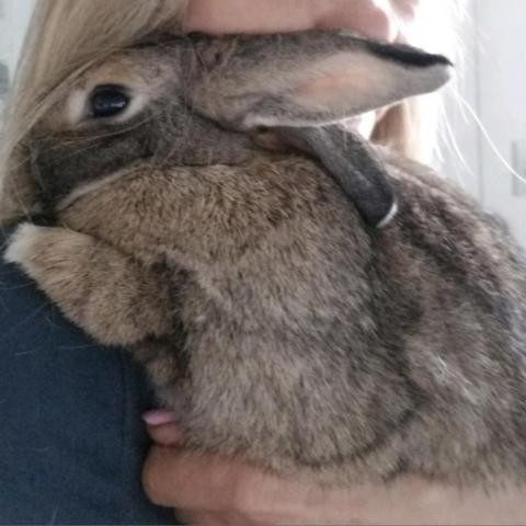 Ginger is a American and Dutch rabbit, available for adoption in Napa, CA.