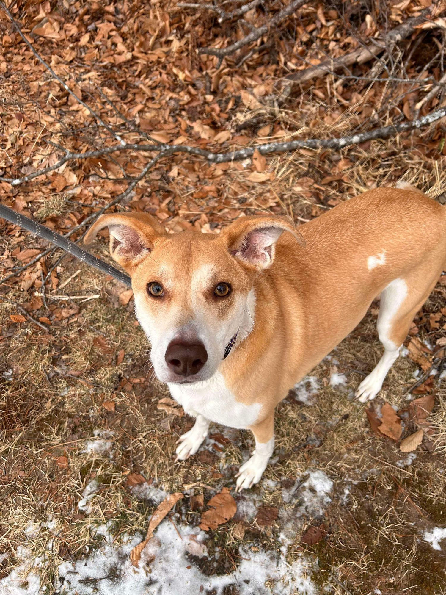 Dahlia is a Shepherd and American Staffordshire Terrier dog, available for adoption in Paris, ME.