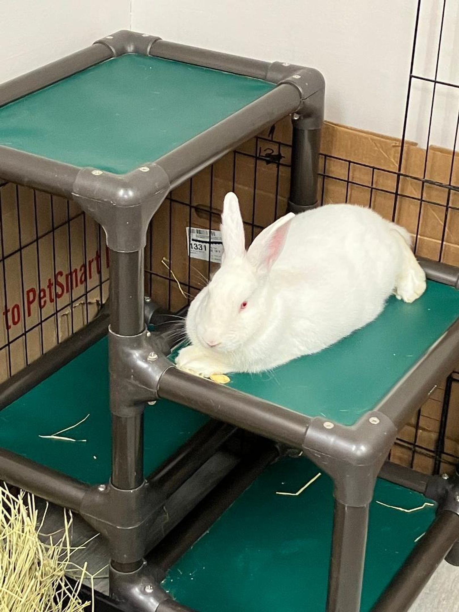 Pony is a New Zealand mix rabbit, available for adoption in Youngstown, OH.